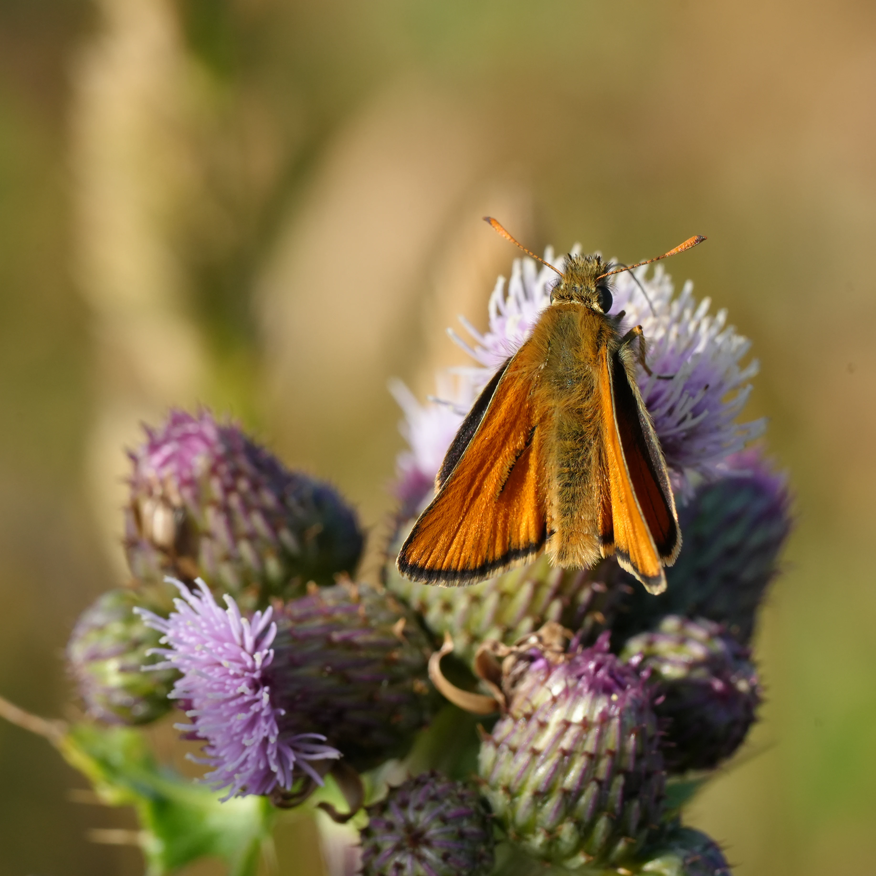 Small Skipper, Isle of Wight, UK — photo by Jim Bennett