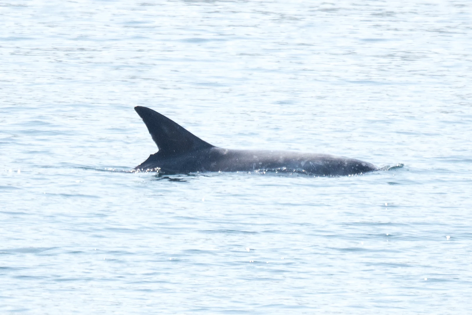 Risso's Dolphin, Shetland, UK — photo by Jim Bennett