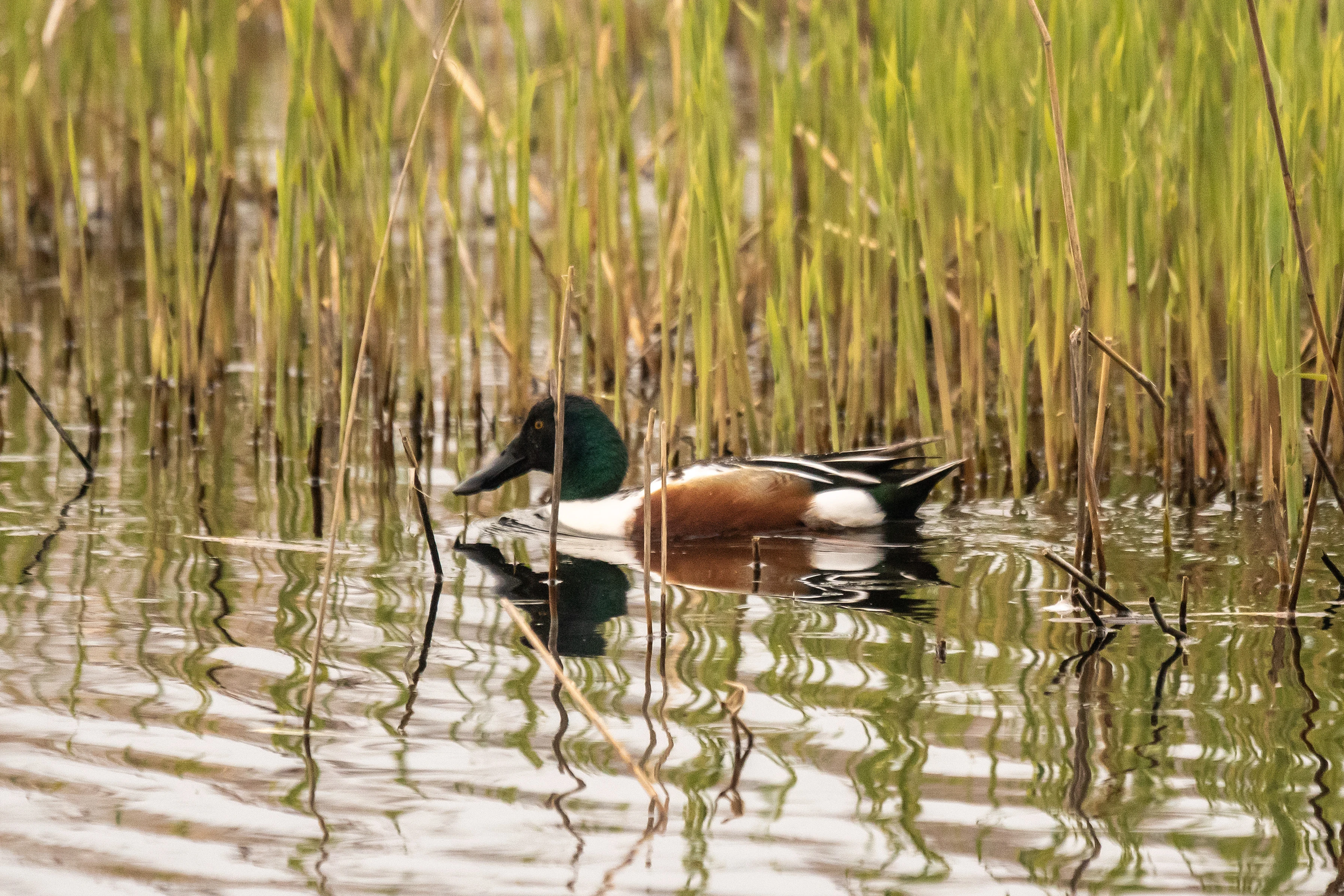 Shoveler, RSPB Ham Wall, Somerset, UK — photo by Jim Bennett