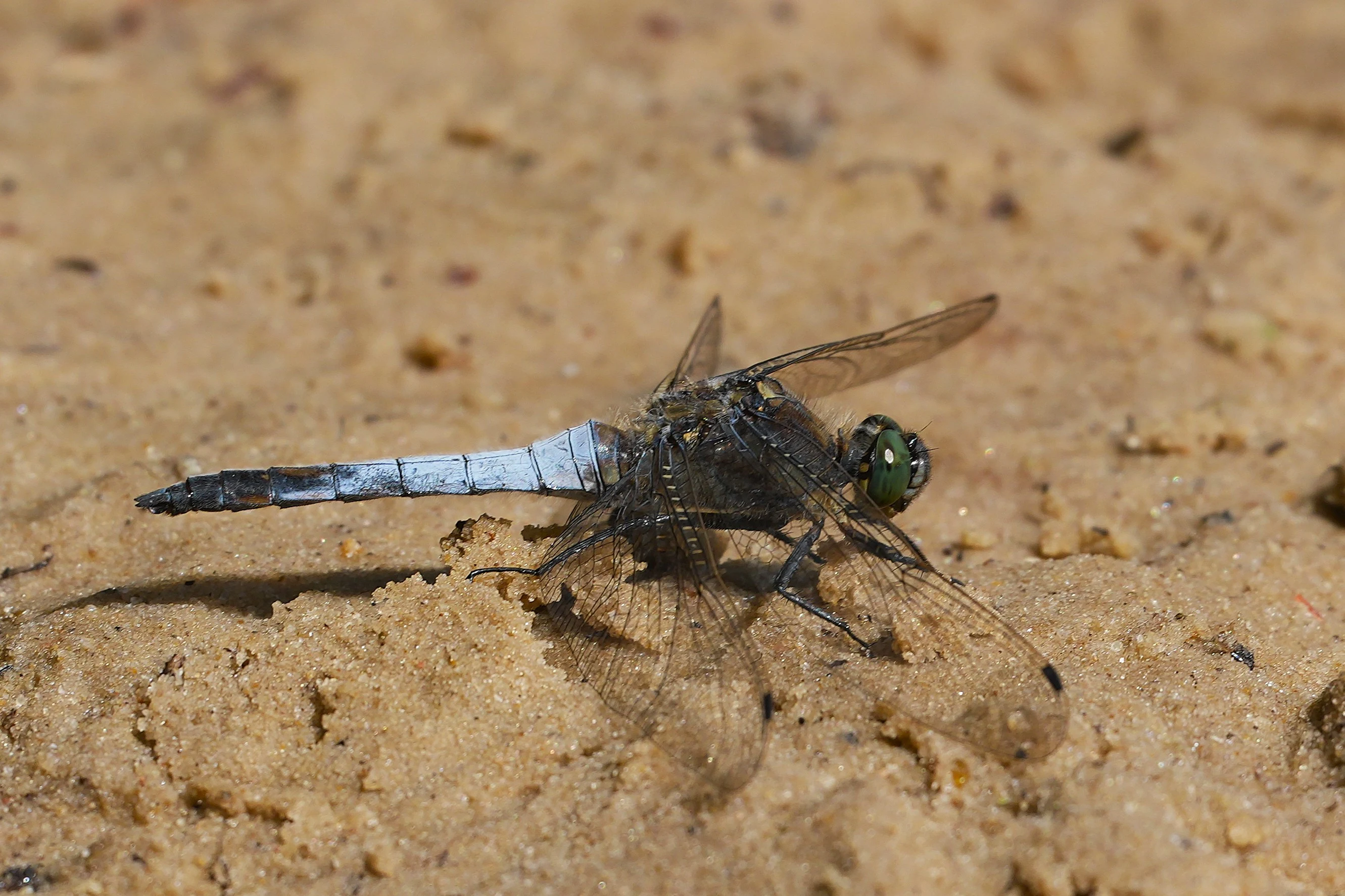 Dragonfly, Thursley Common, Surrey, UK — photo by Jim Bennett