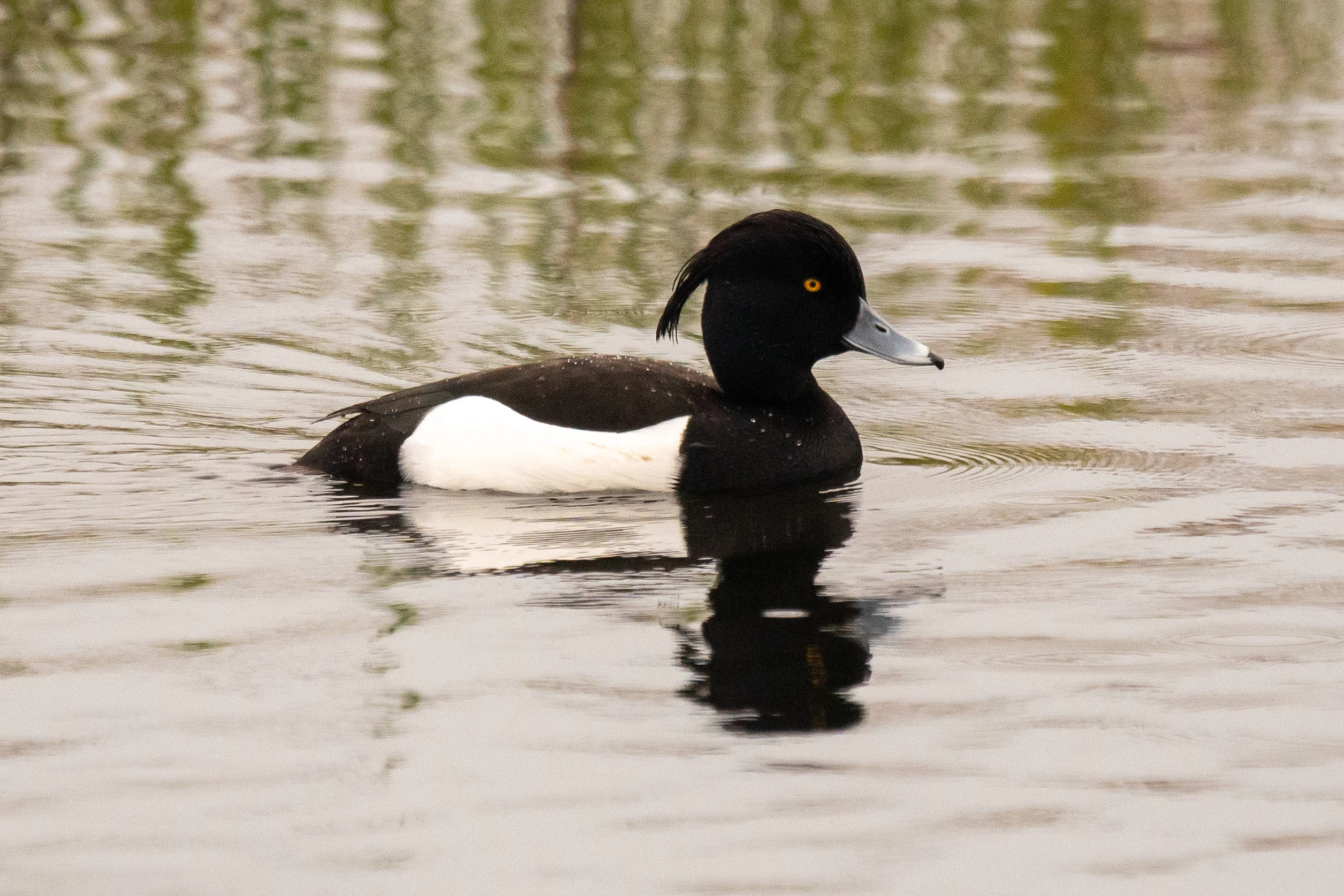 Tufted Duck, RSPB Ham Wall, Somerset, UK — photo by Jim Bennett