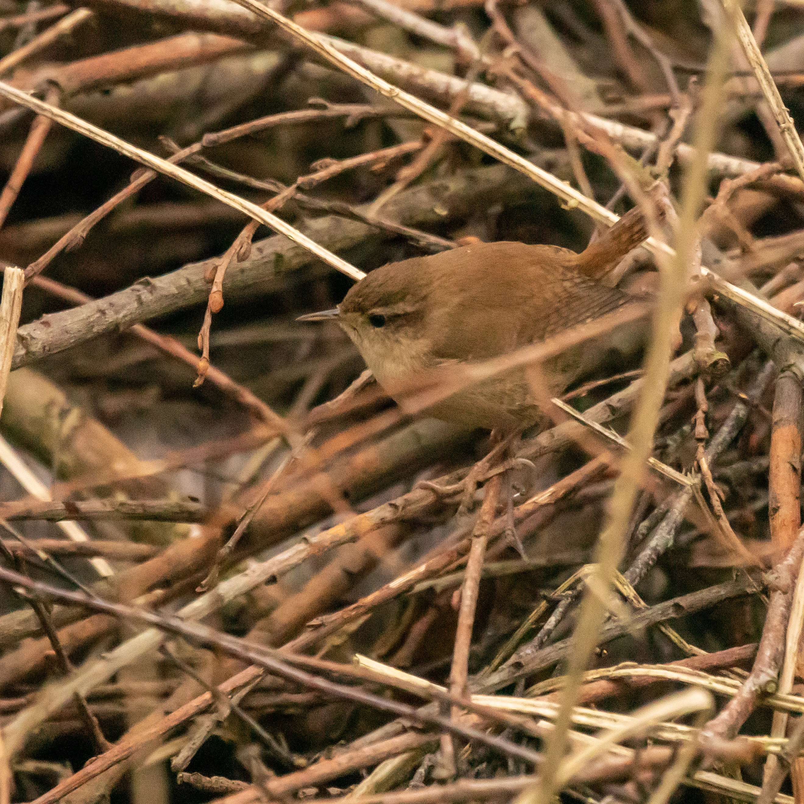 Wren, RSPB Ham Wall, Somerset, UK — photo by Jim Bennett