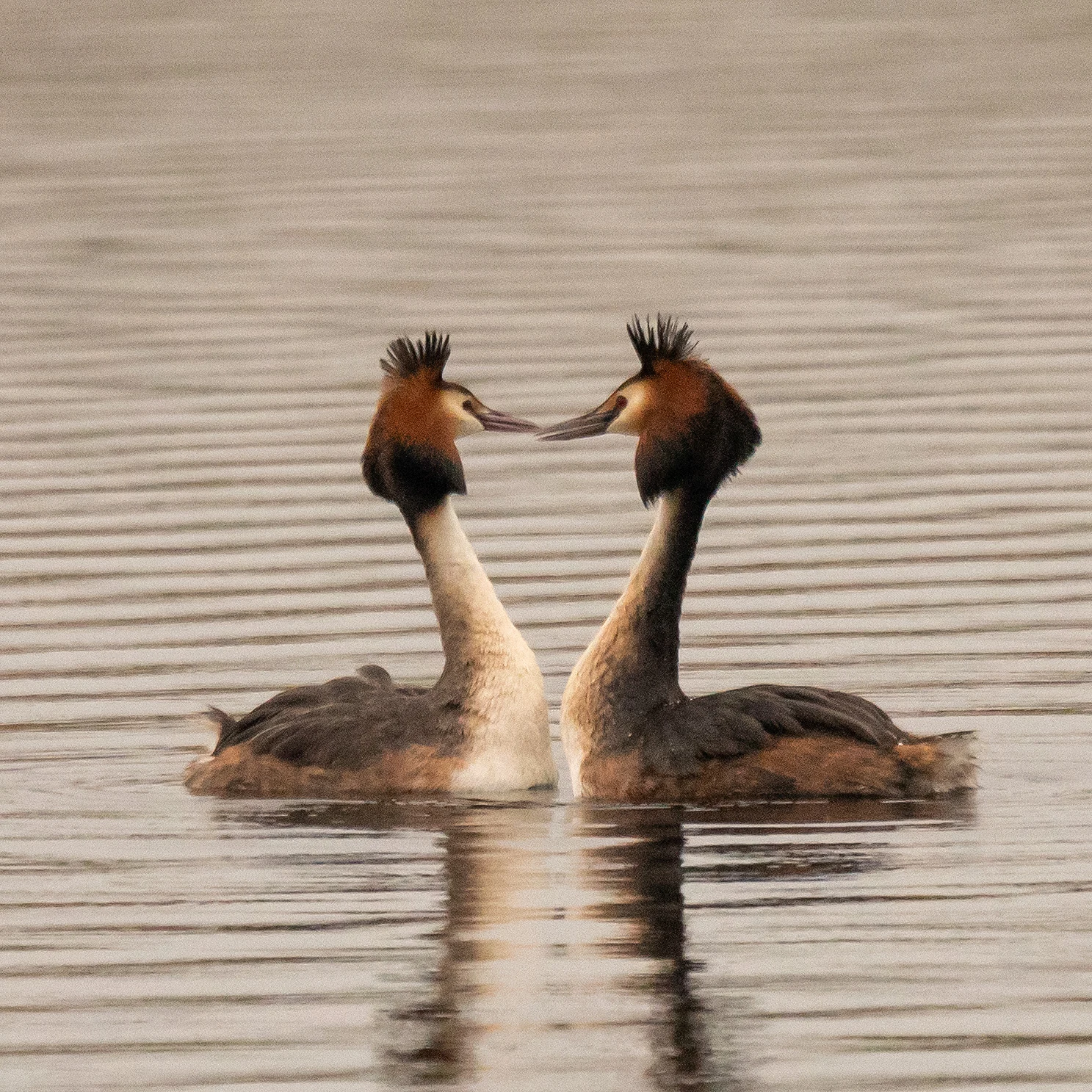 Great Crested Grebe, RSPB Ham Wall, Somerset, UK — photo by Jim Bennett