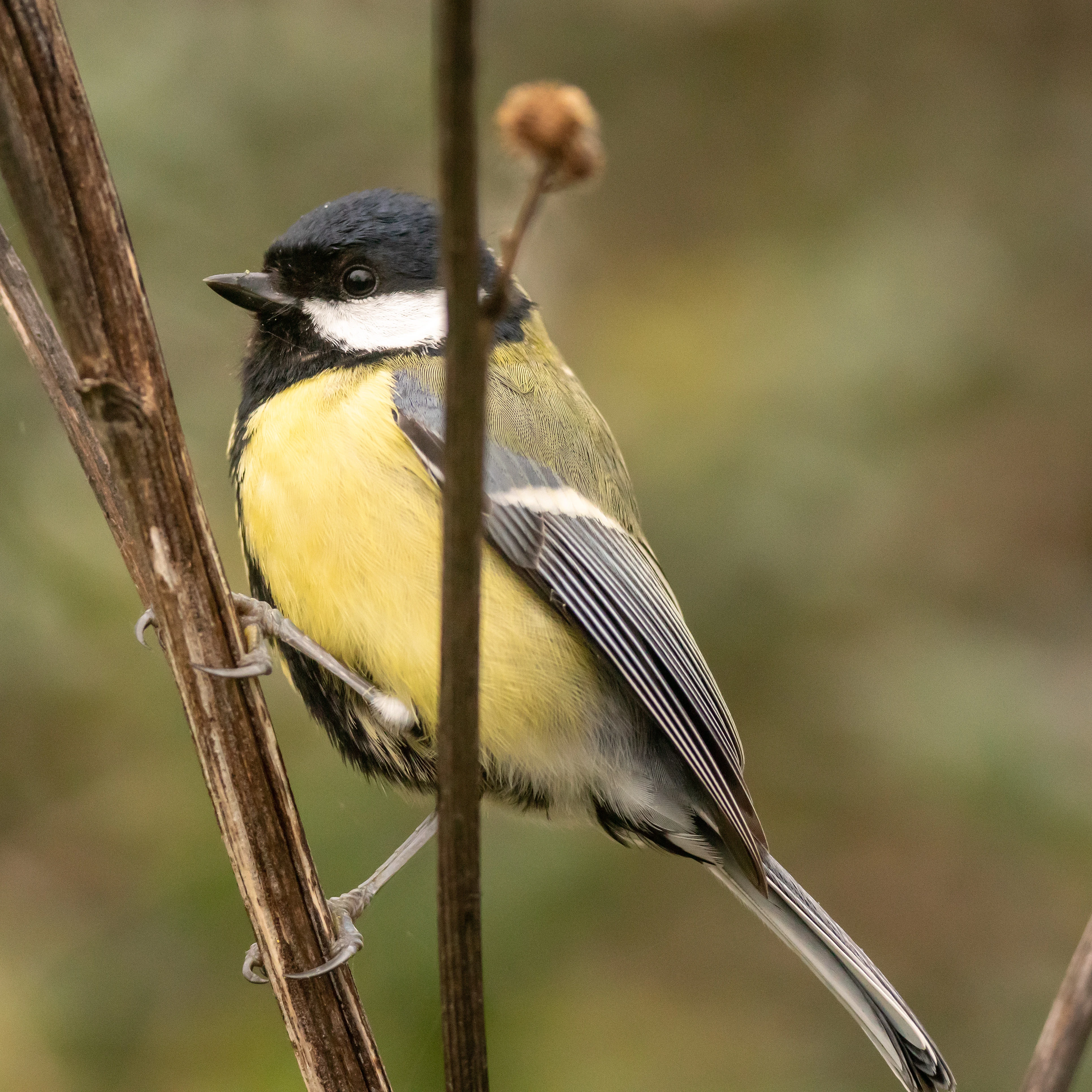 Great Tit, RSPB Ham Wall, Somerset, UK — photo by Jim Bennett