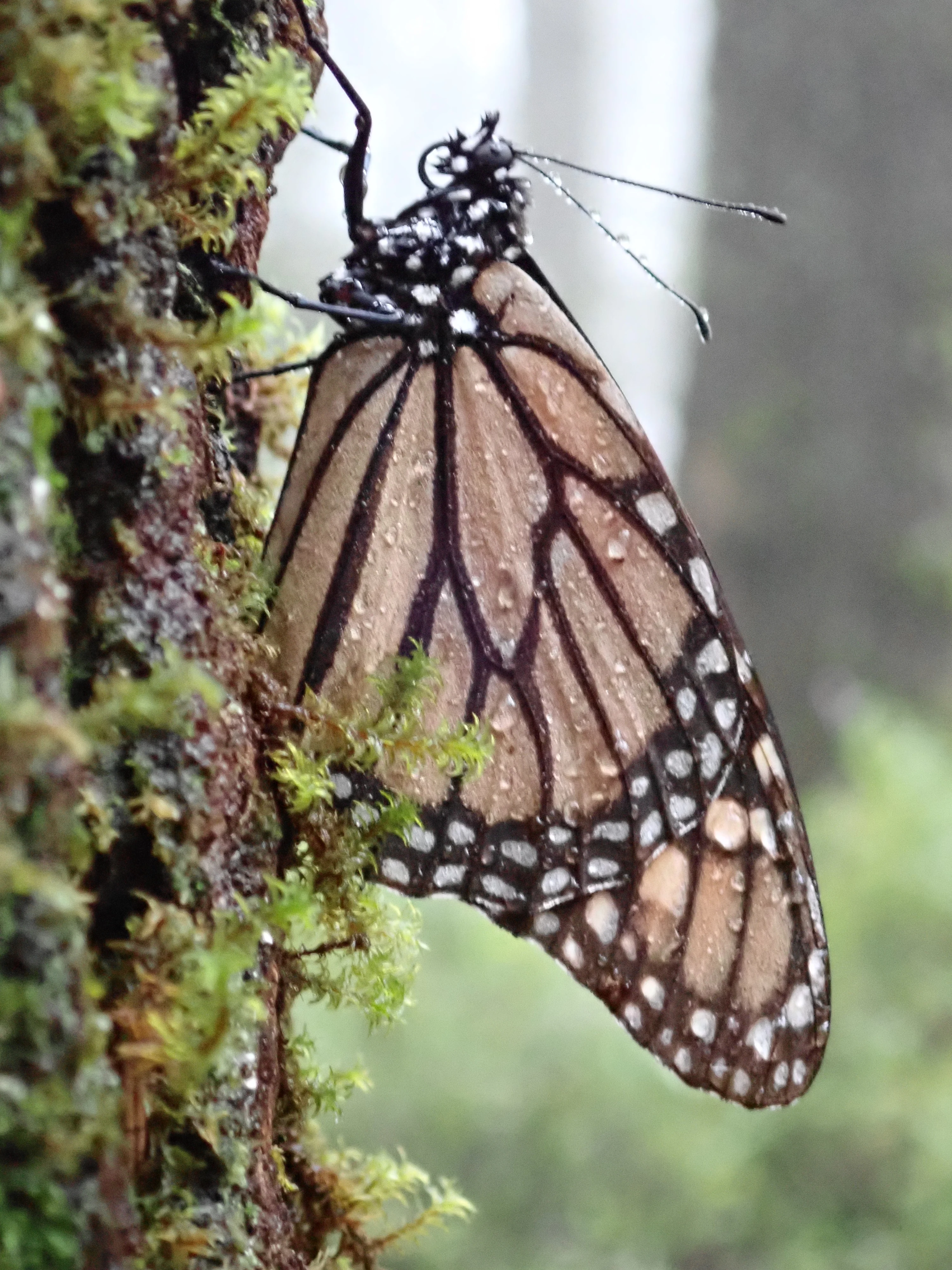 Monarch Butterfly, El Rosario Monarch Reserve, Michoacan, Mexico — photo by Jim Bennett