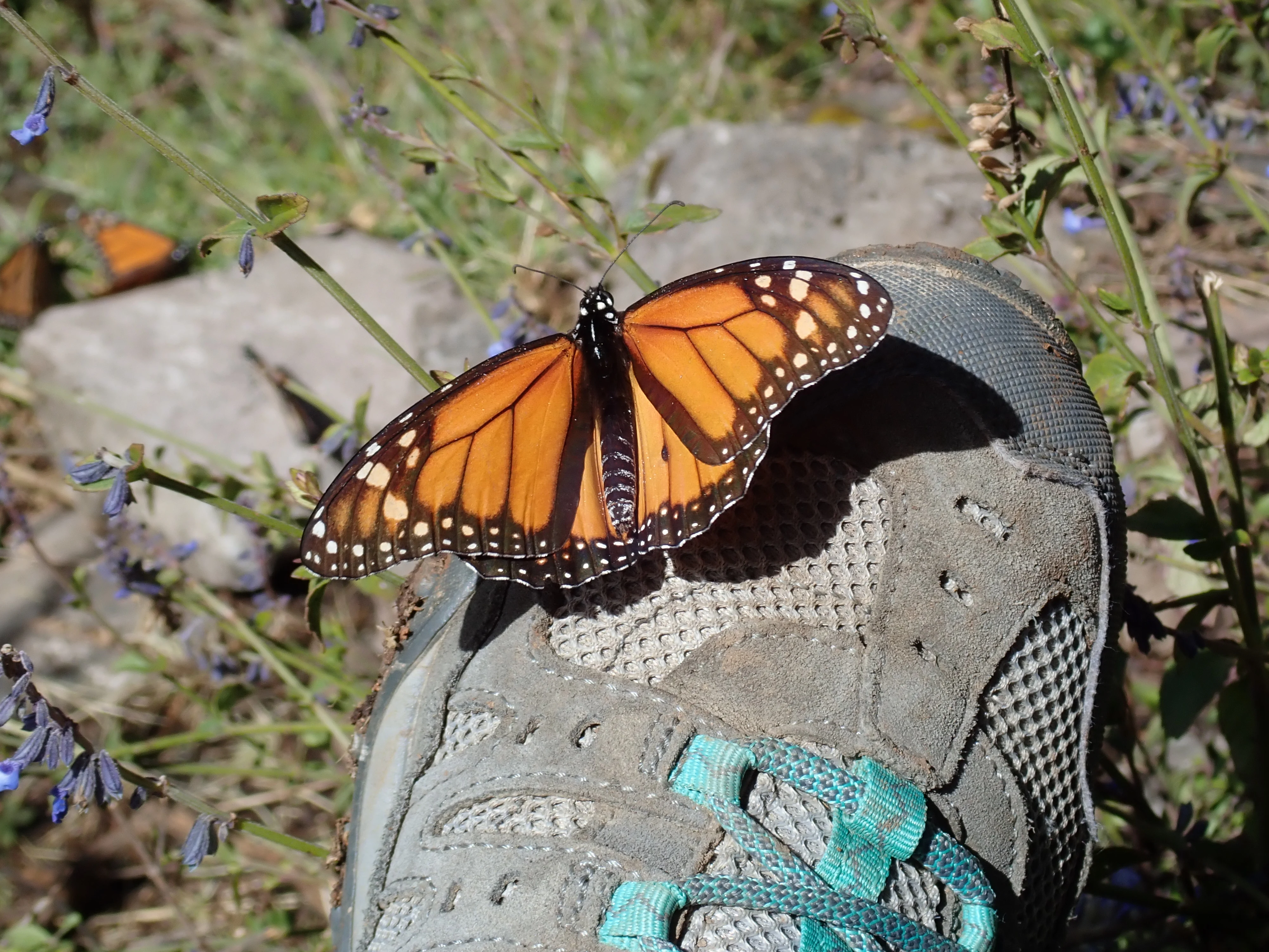 Monarch Butterfly on Caroline's foot, Sierra Chincua Monarch Reserve, Michoacan, Mexico — photo by Jim Bennett