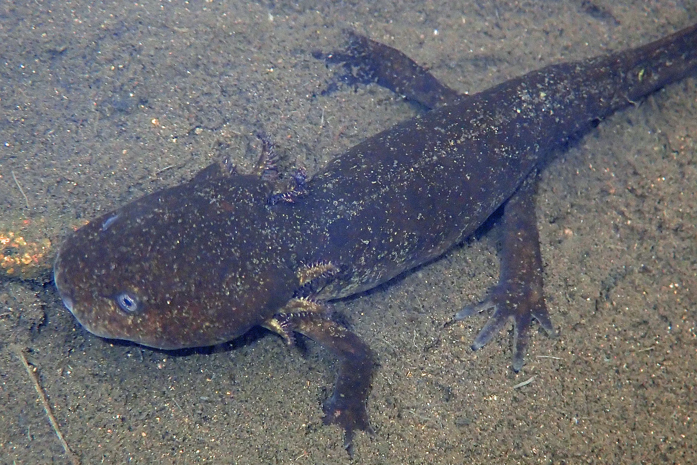 Axolotl, Sierra Chincua Monarch Reserve, Michoacan, Mexico — photo by Jim Bennett