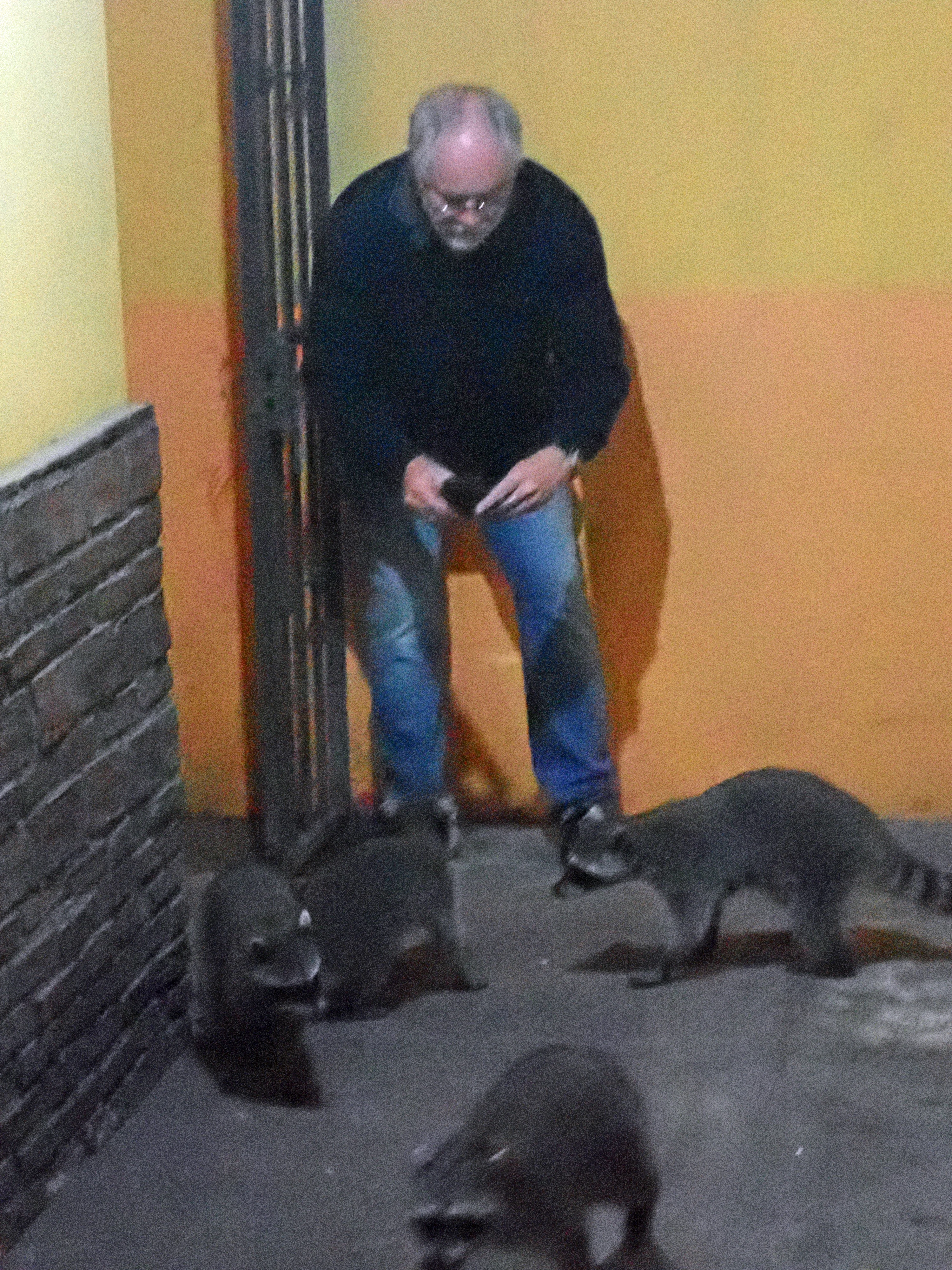 Raccoons, Puerto Vallarta, Jalisco, Mexico — photo by Jim Bennett