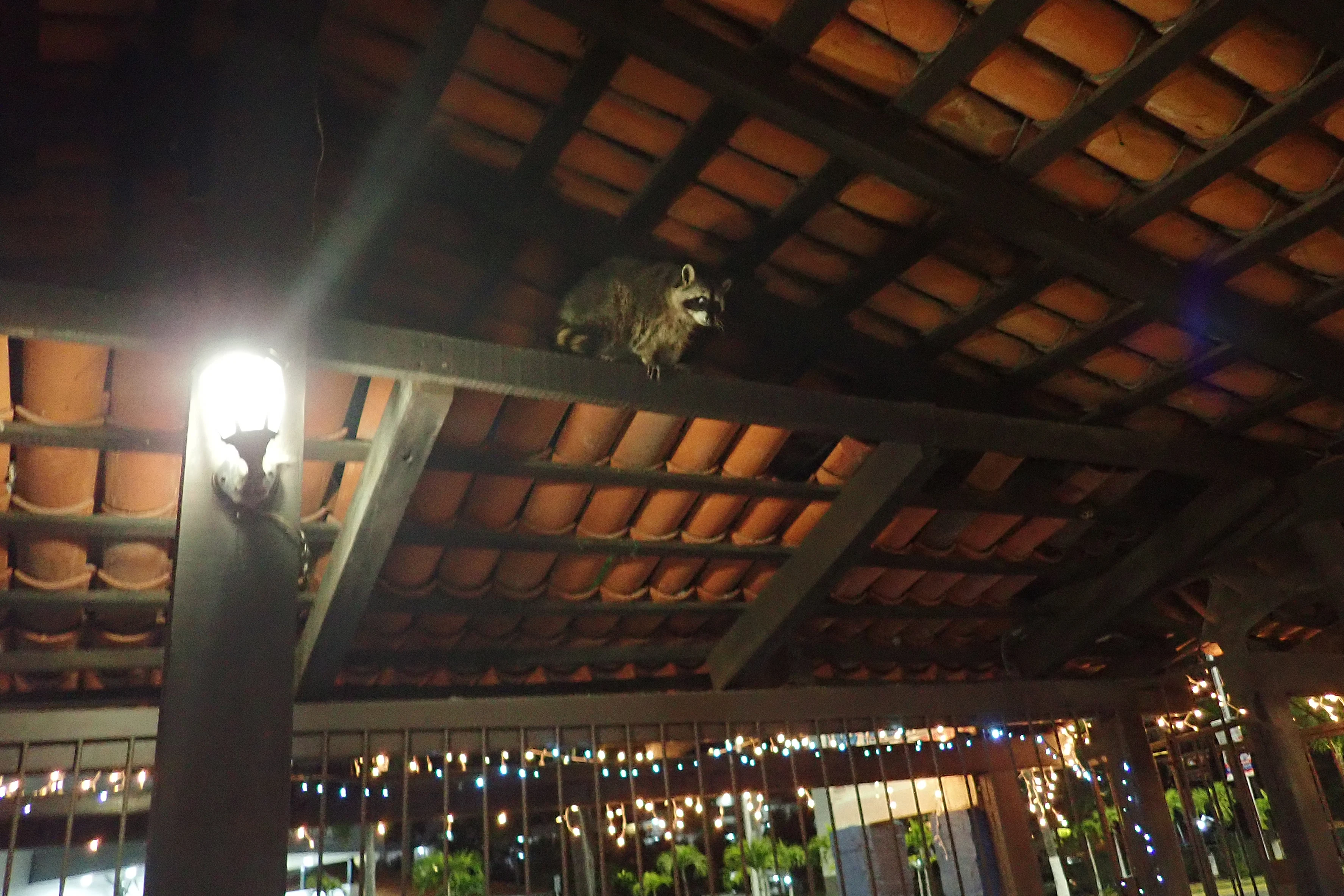 Raccoon, Puerto Vallarta, Jalisco, Mexico — photo by Jim Bennett