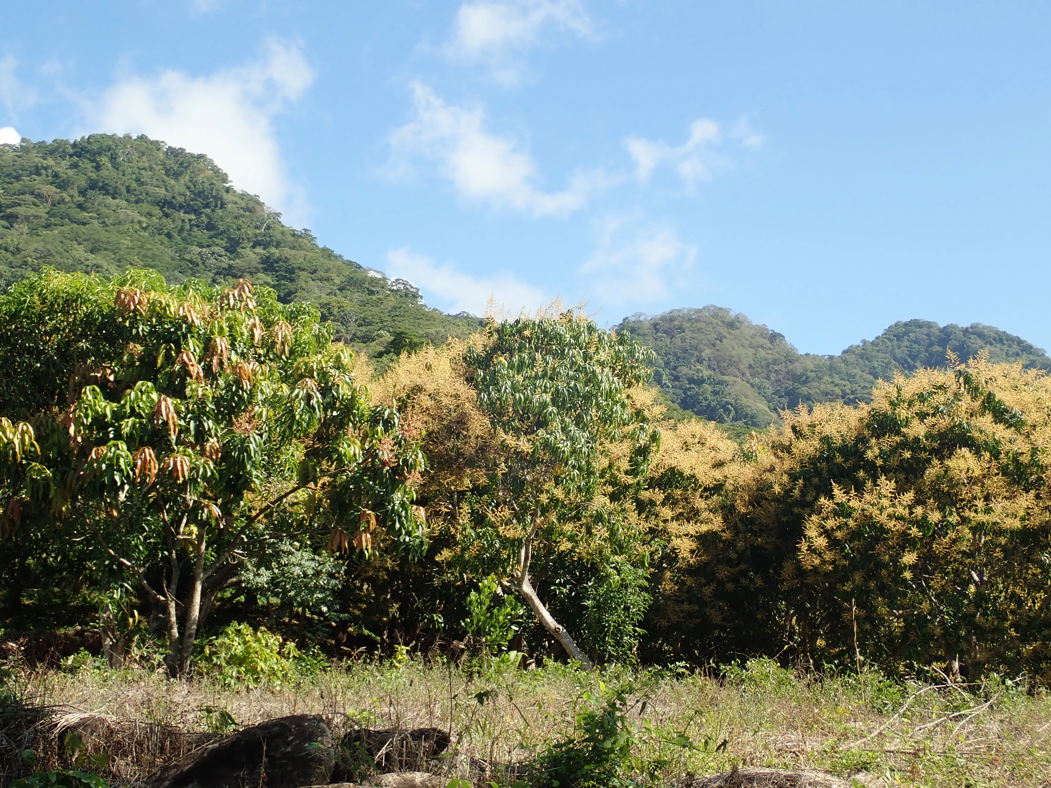 Mangoes in fruit, Tecuitata, Nayarit, Mexico — photo by Jim Bennett