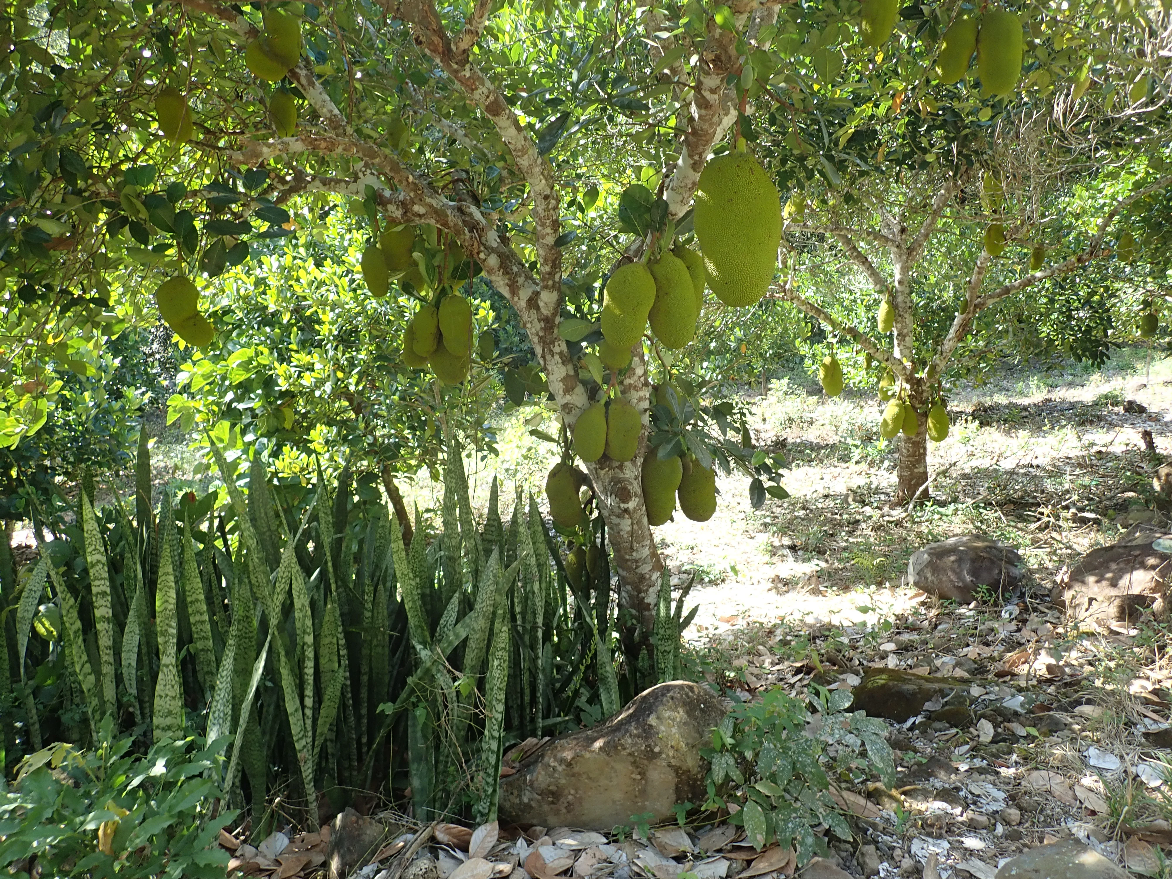 P2110562, Tecuitata, Nayarit, Mexico — photo by Jim Bennett