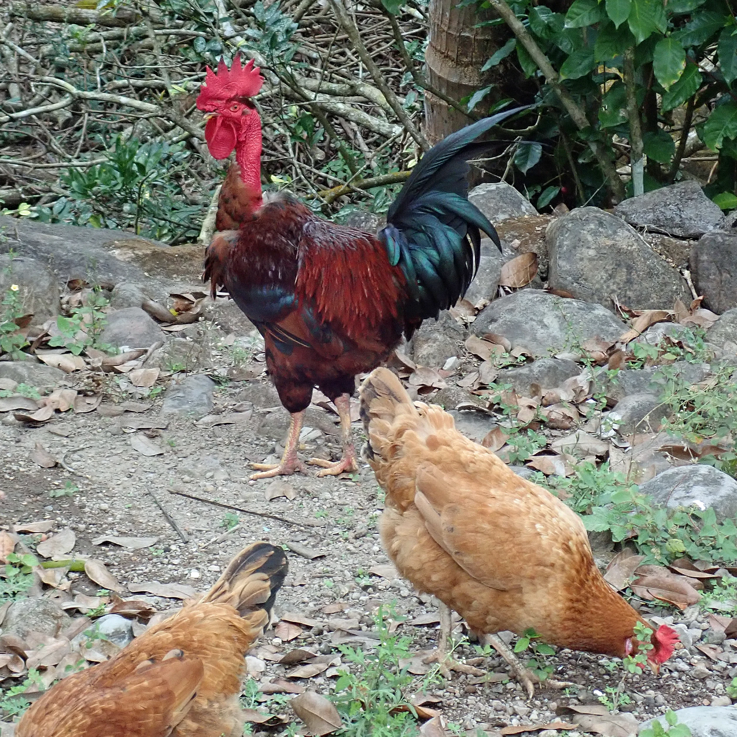 Domestic chickens, Tecuitata, Nayarit, Mexico — photo by Jim Bennett