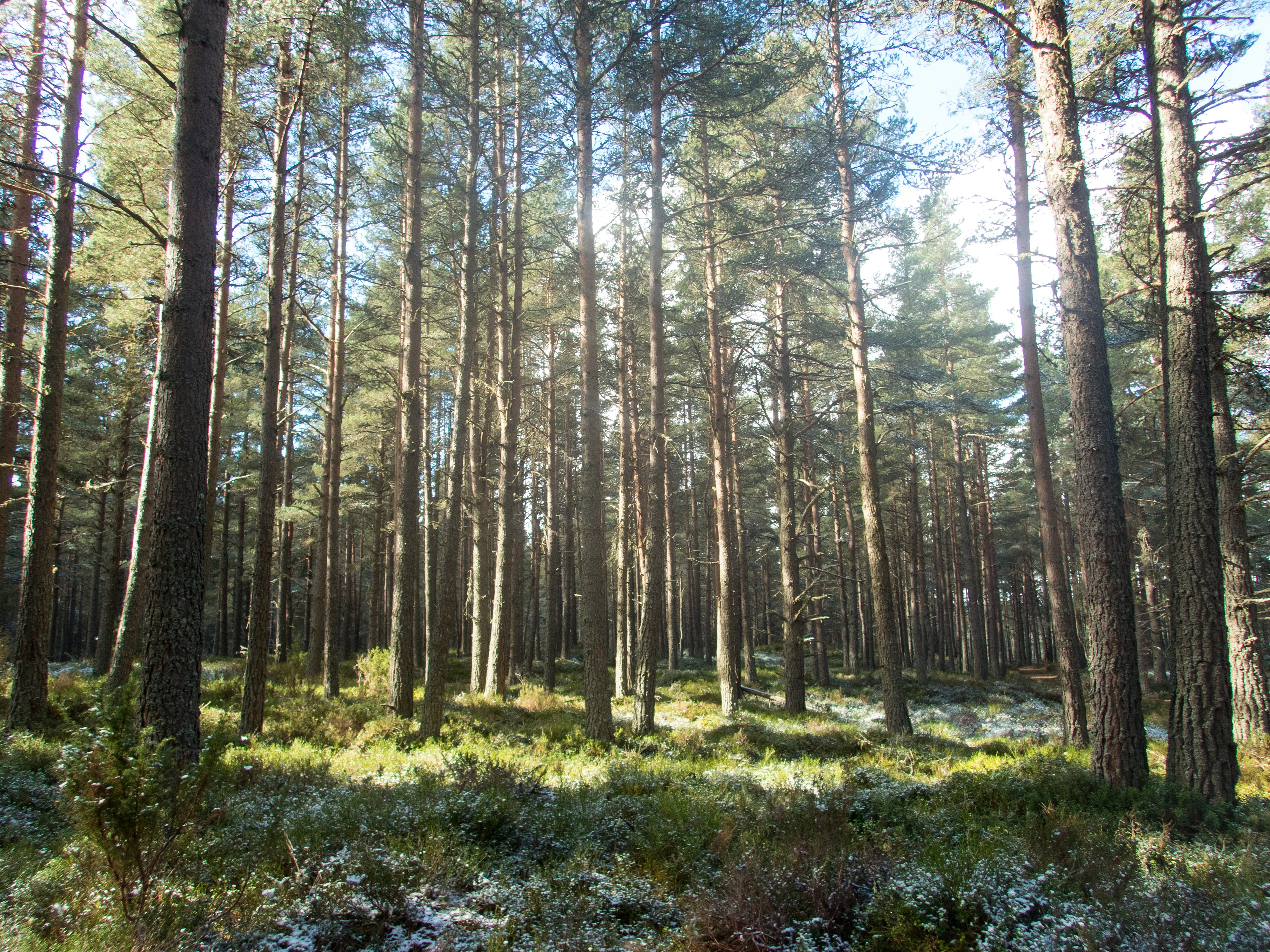 Loch Garten Woods, Loch Garten, Cairngorms, UK — photo by Jim Bennett