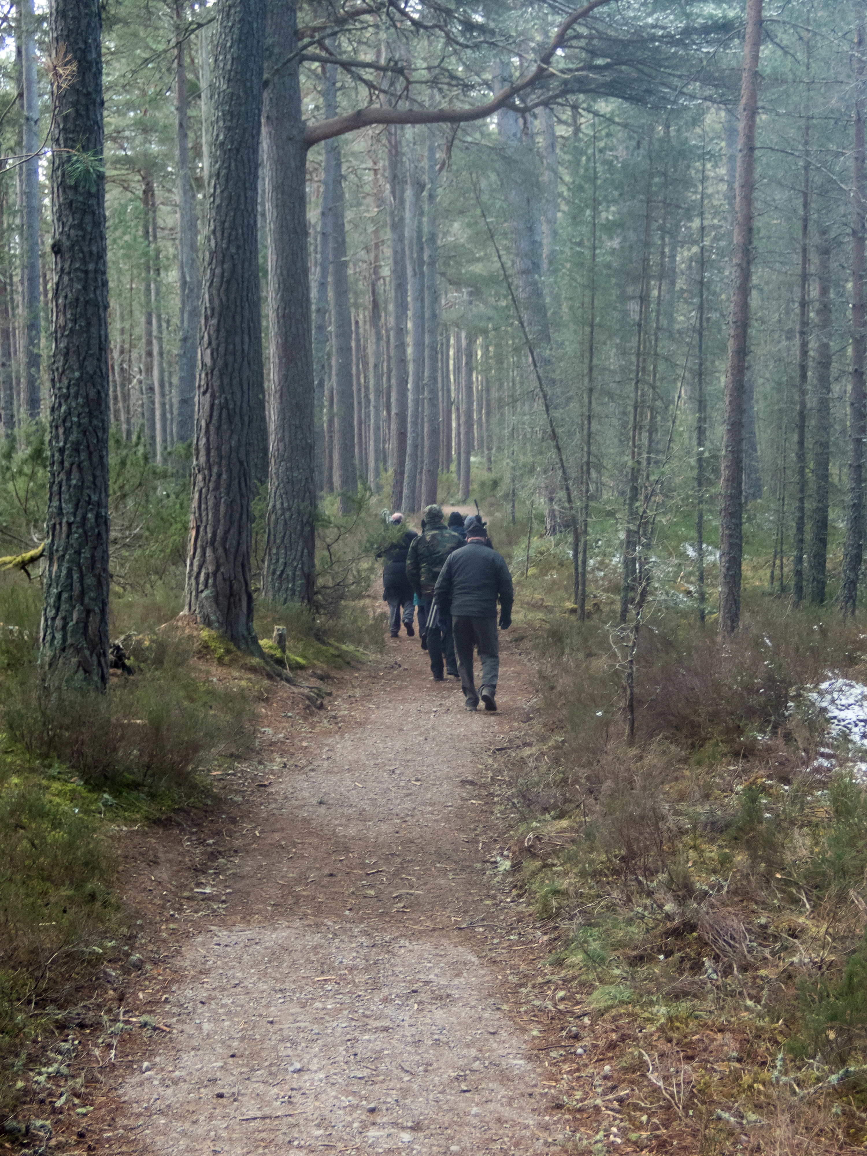 Loch Garten Woods, Loch Garten, Cairngorms, UK — photo by Jim Bennett
