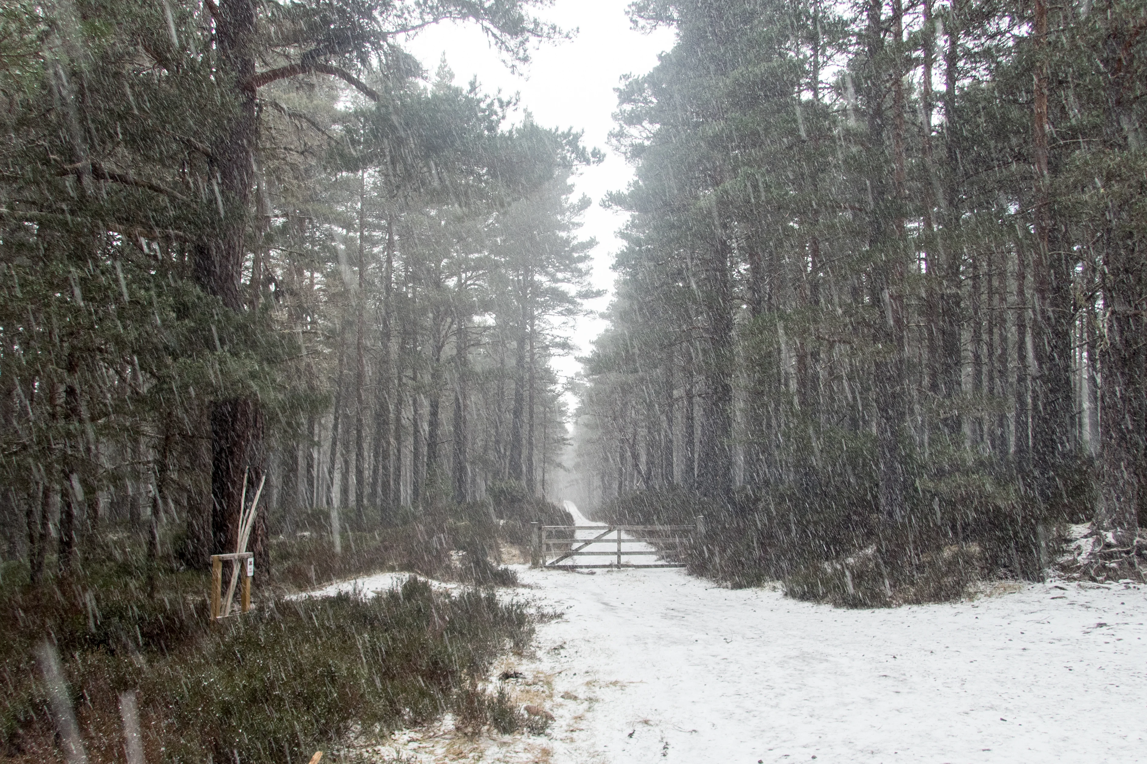 Forest Lodge walk, Forest Lodge, Cairngorms, UK — photo by Jim Bennett