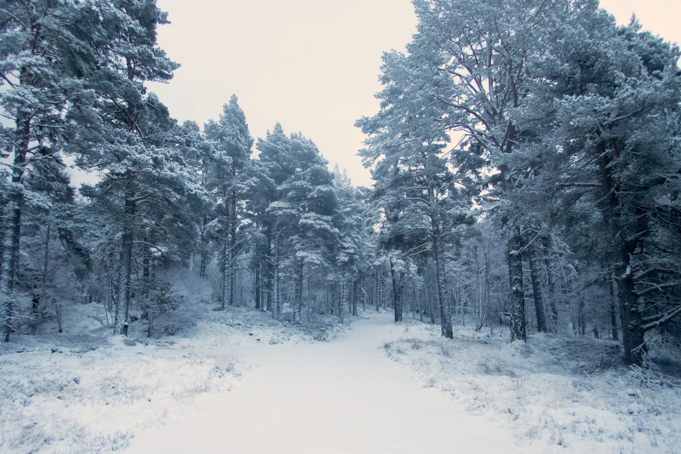 Forest walk, near Carrbridge, Cairngorms, UK — photo by Jim Bennett