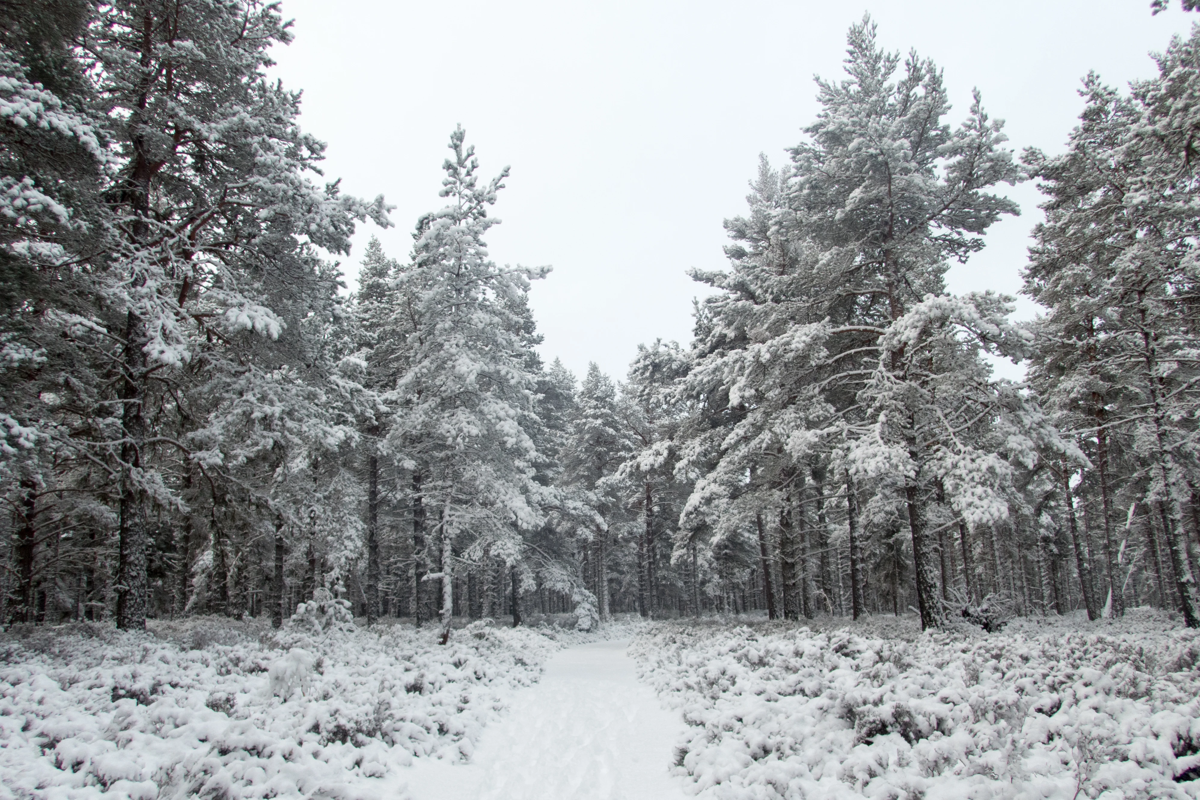 Loch Garten Woods, Loch Garten, Cairngorms, UK — photo by Jim Bennett