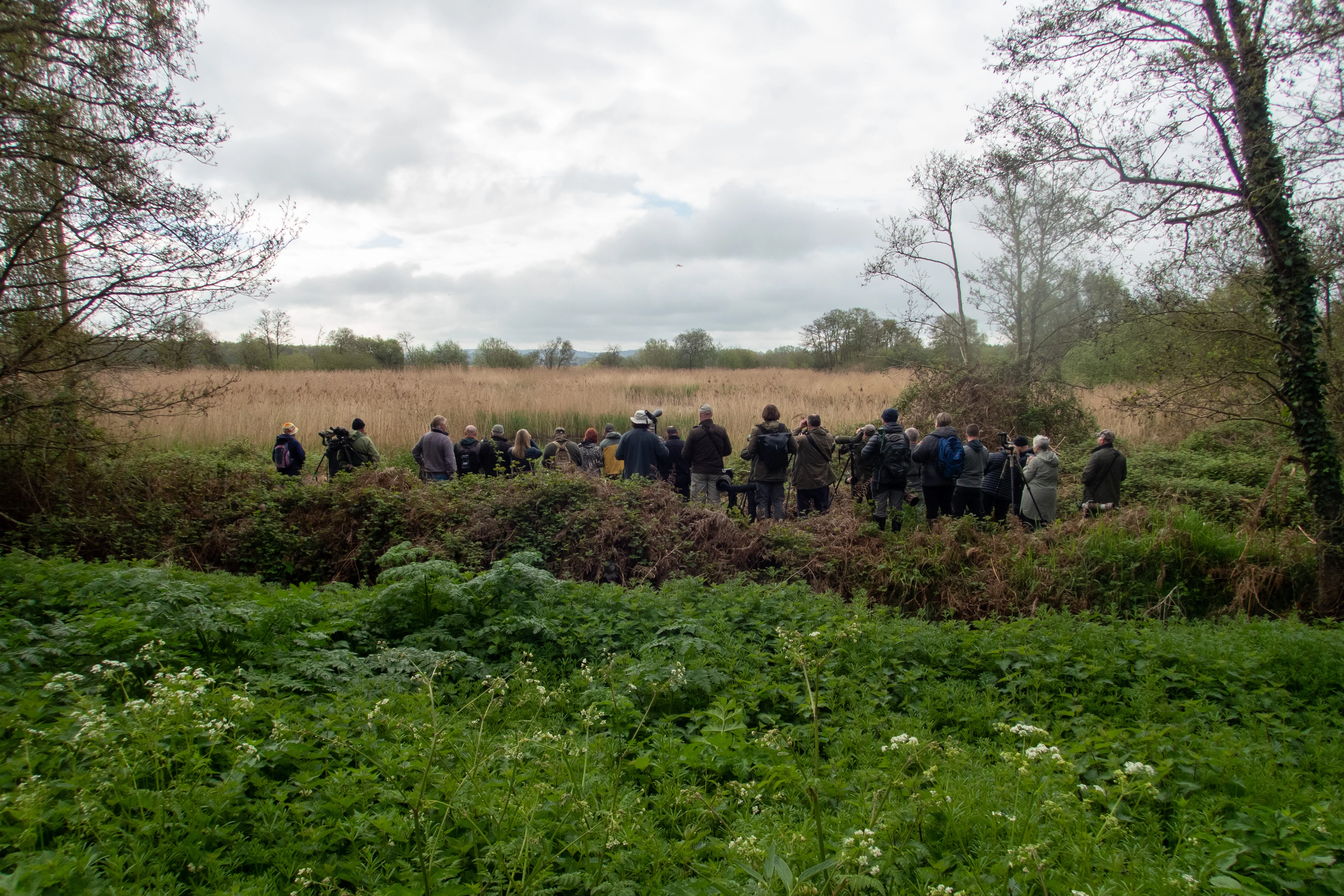 looking for the Great Reed Warbler, RSPB Ham Wall, Somerset, UK — photo by Jim Bennett