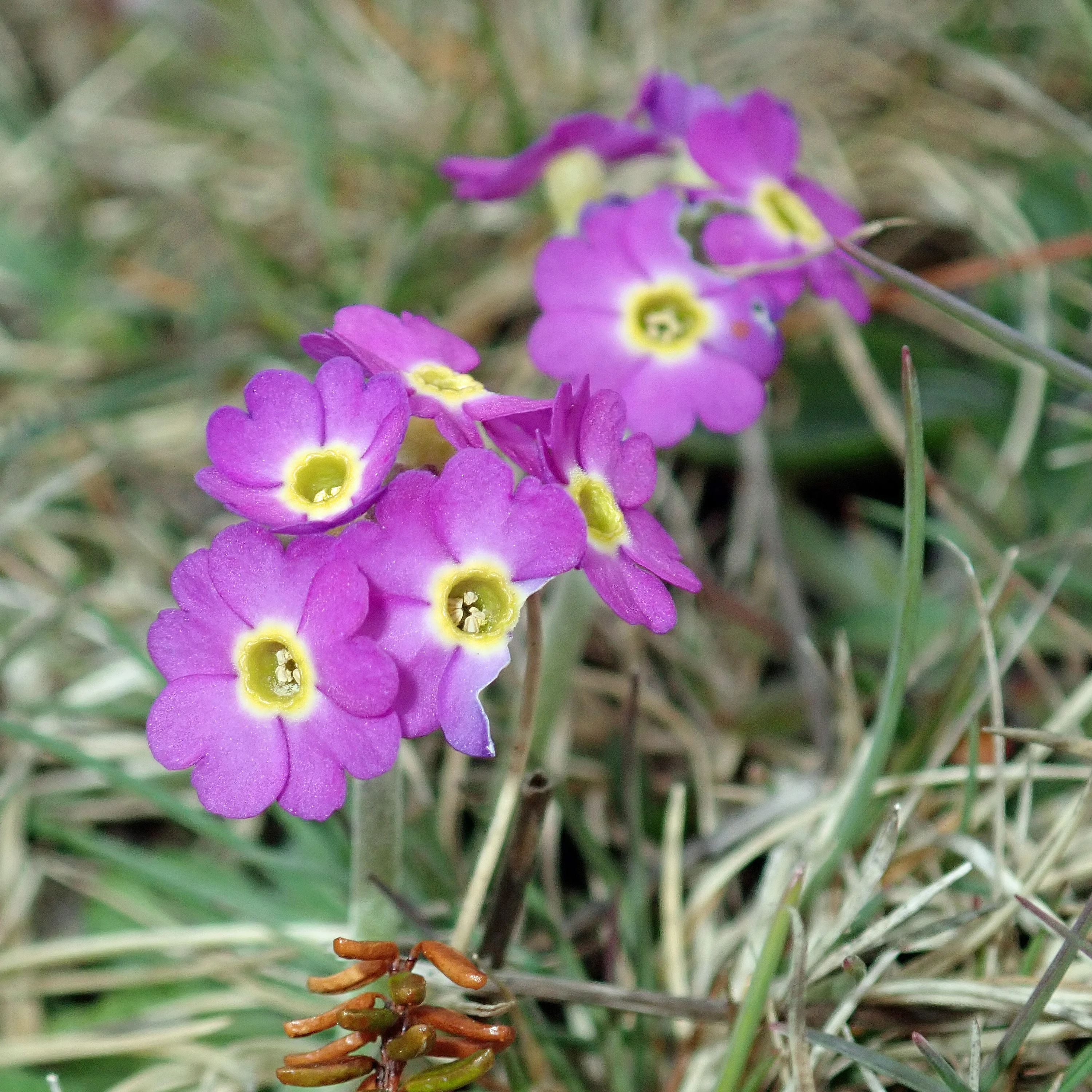 Scottish Primrose, Yesnaby, Orkney, UK — photo by Jim Bennett