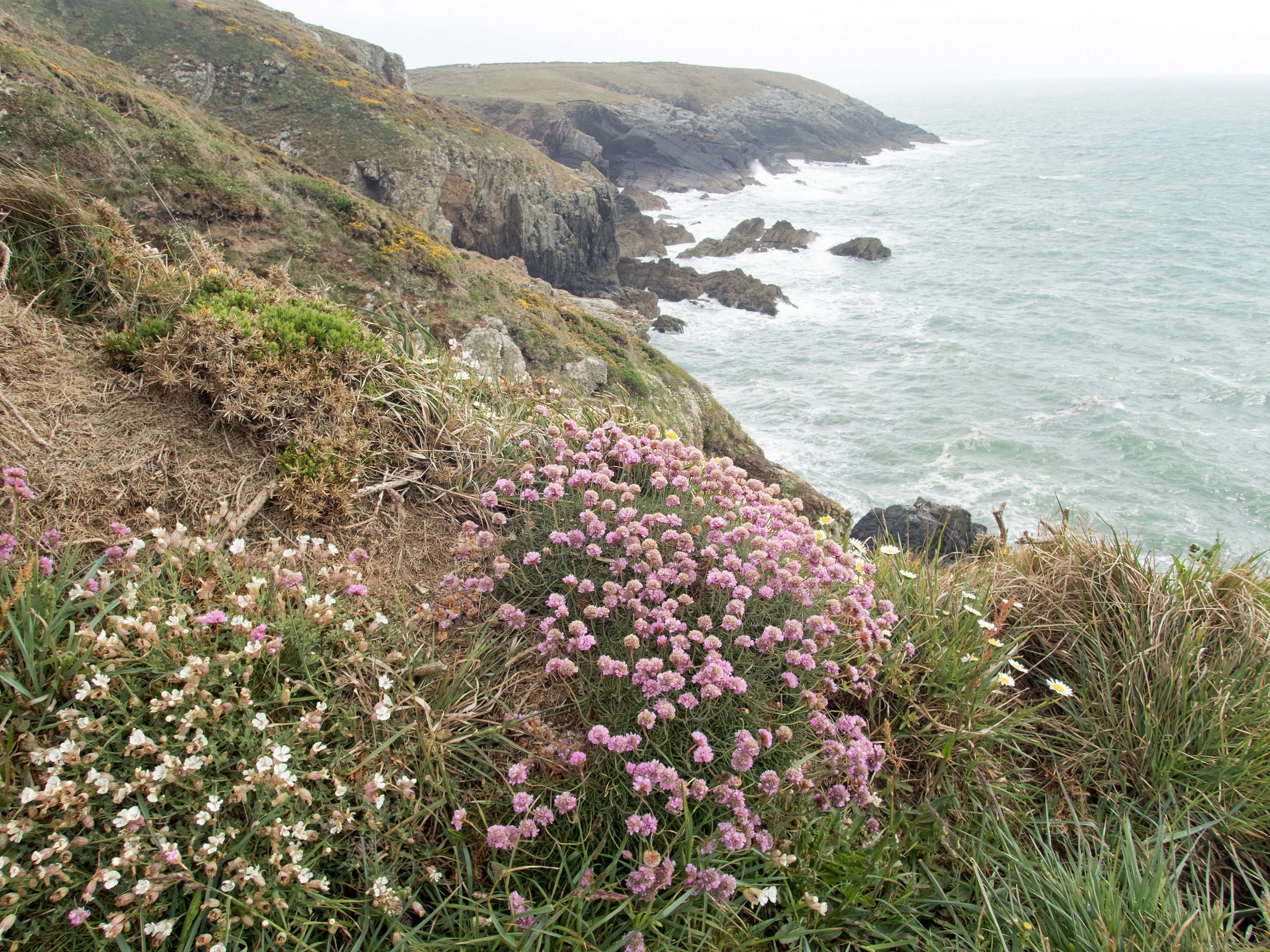 Pembrokeshire coat path, Pembrokeshire, UK — photo by Jim Bennett