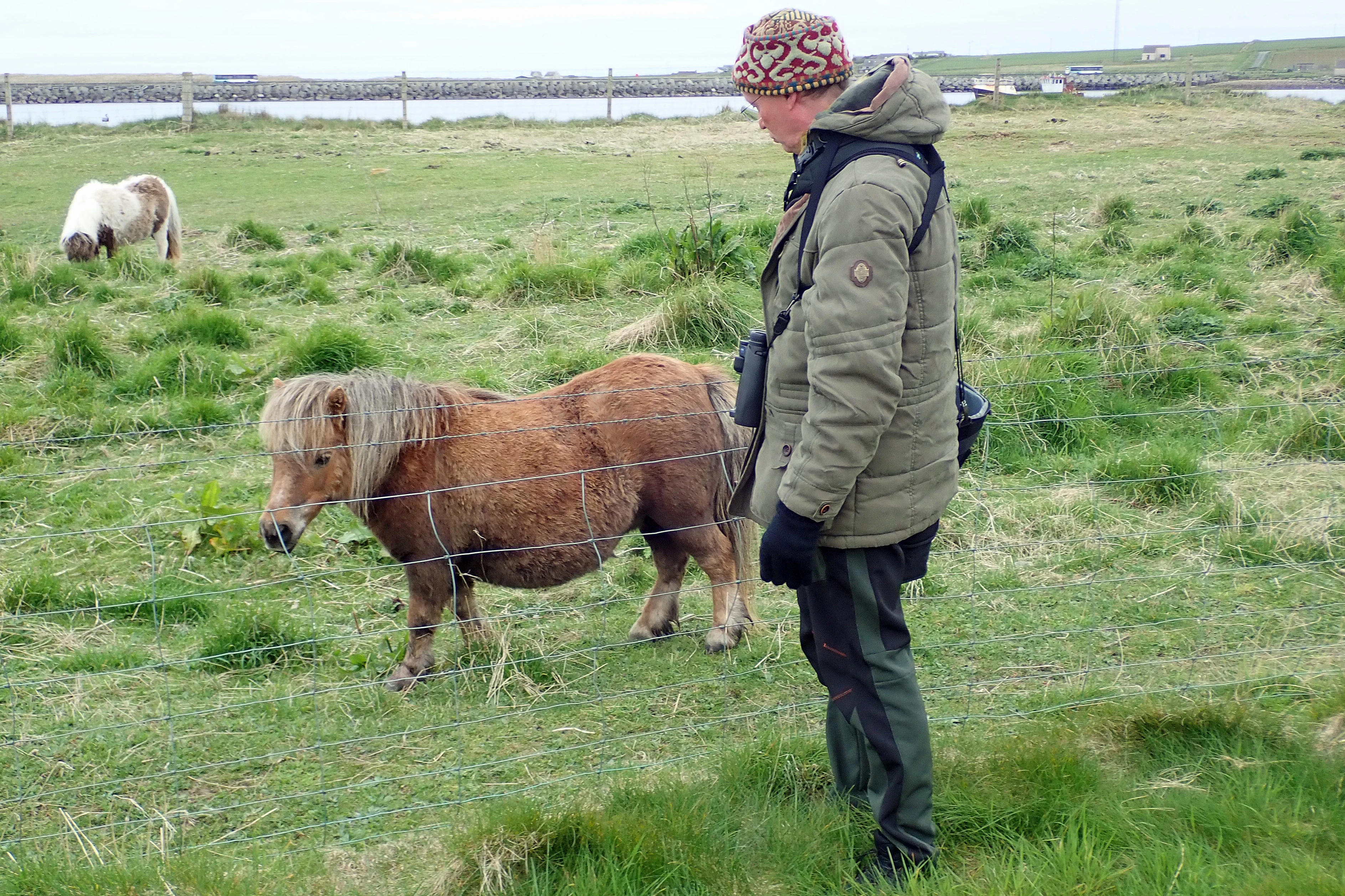 Adam & Shetland Pony, Orkney, UK — photo by Jim Bennett