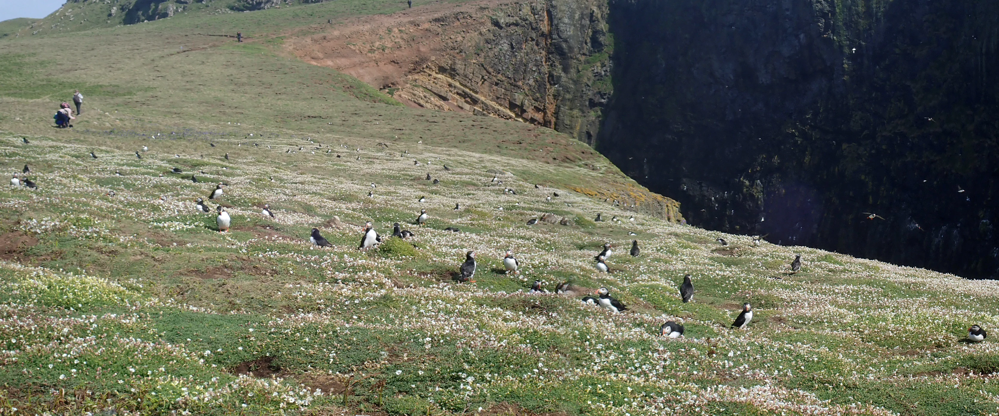 Atlantic Puffin colony, Skomer, Pembrokeshire, UK — photo by Jim Bennett