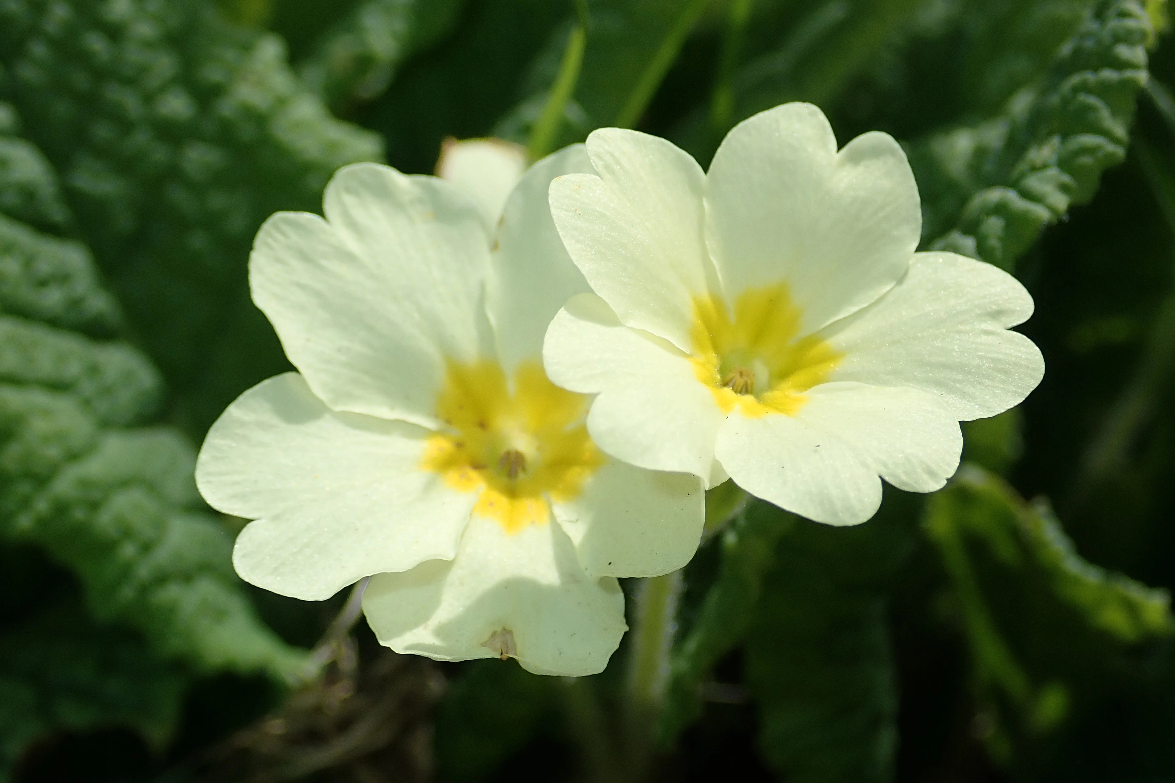 Primroses, Skara Brae, Orkney, UK — photo by Jim Bennett
