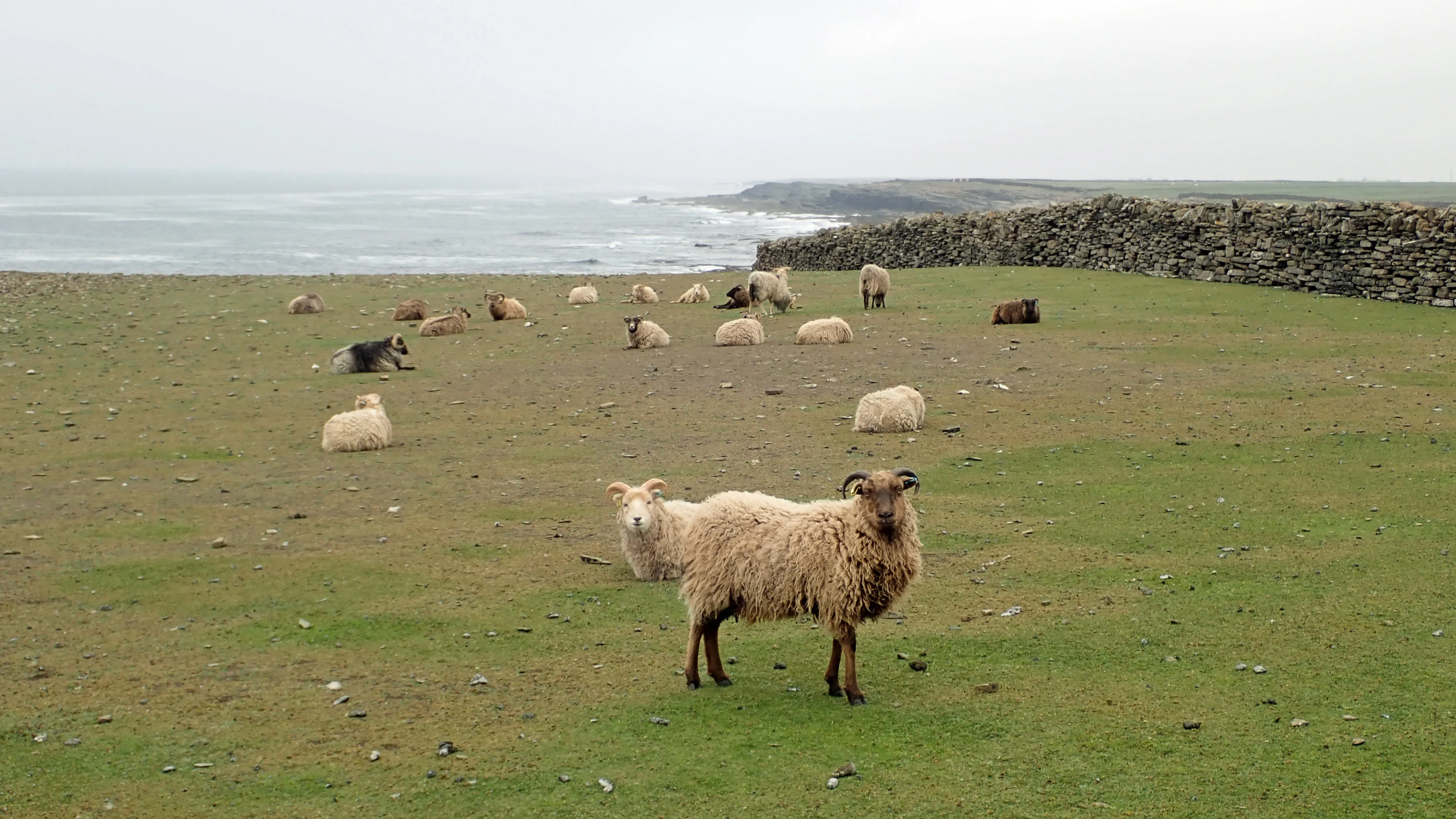 North Ronaldsay sheep, North Ronaldsay, UK — photo by Jim Bennett