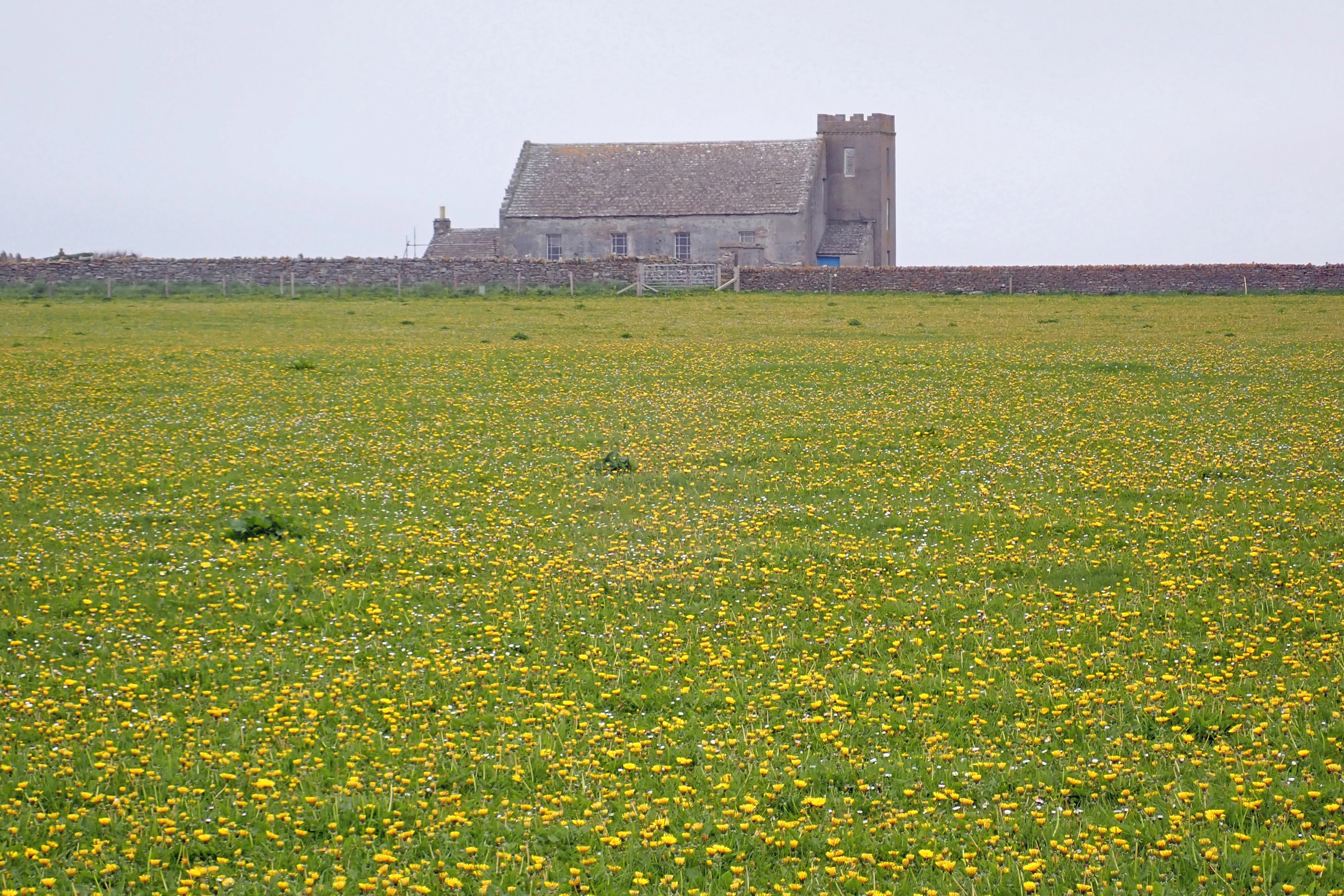 Dandelions & Old Kirk, North Ronaldsay, UK — photo by Jim Bennett