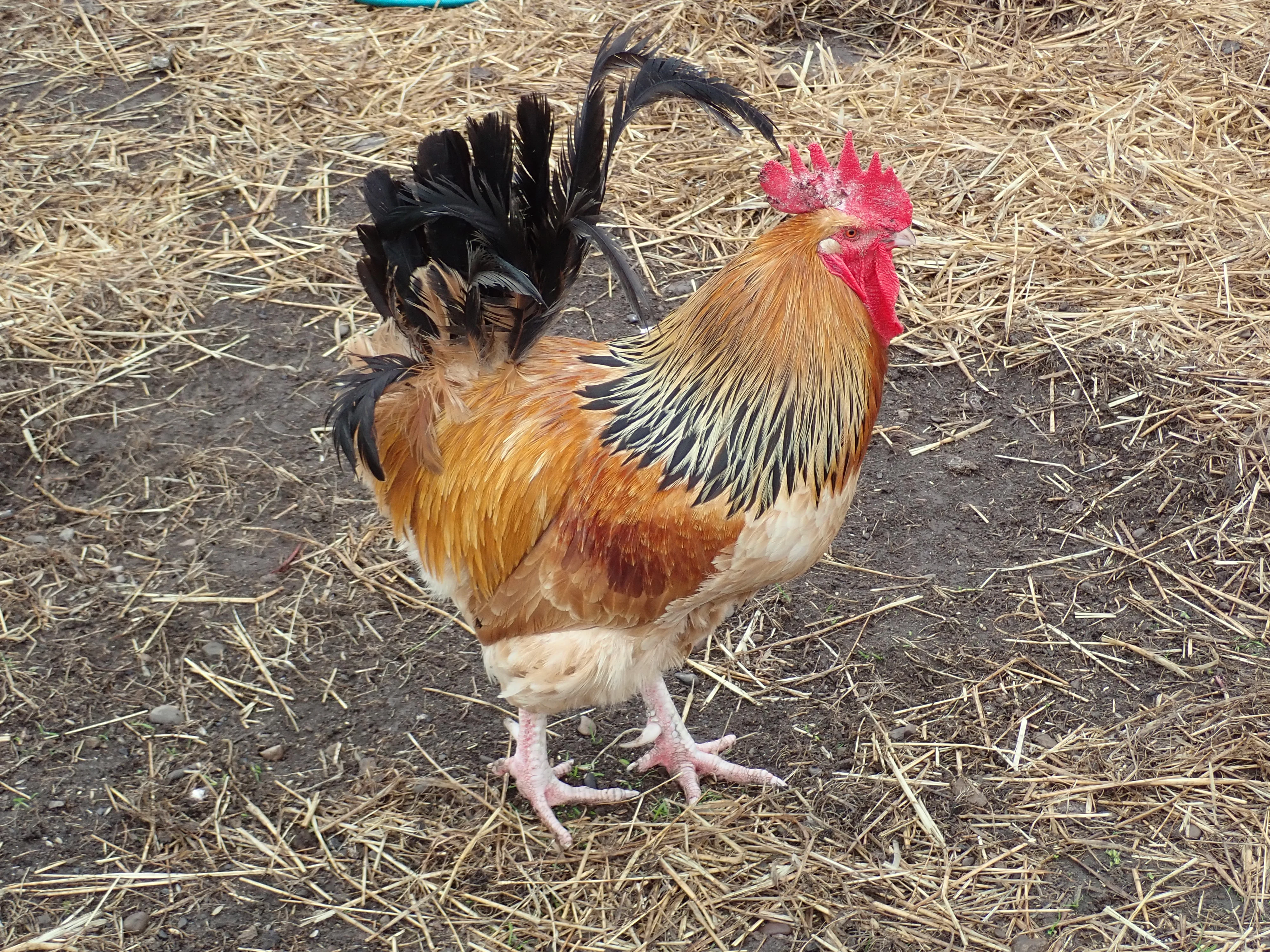 Cockerel, North Ronaldsay, UK — photo by Jim Bennett