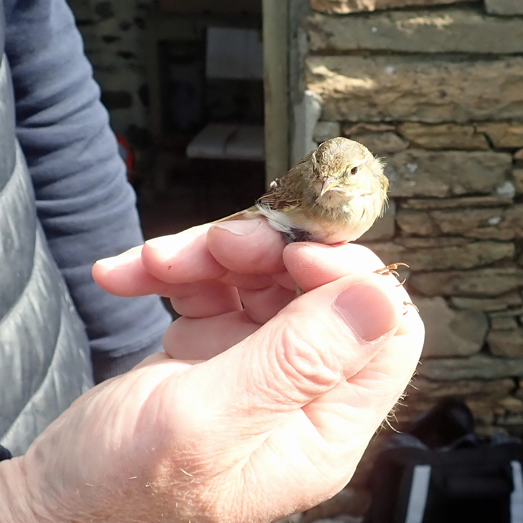 Bird ringing, North Ronaldsay, UK — photo by Jim Bennett