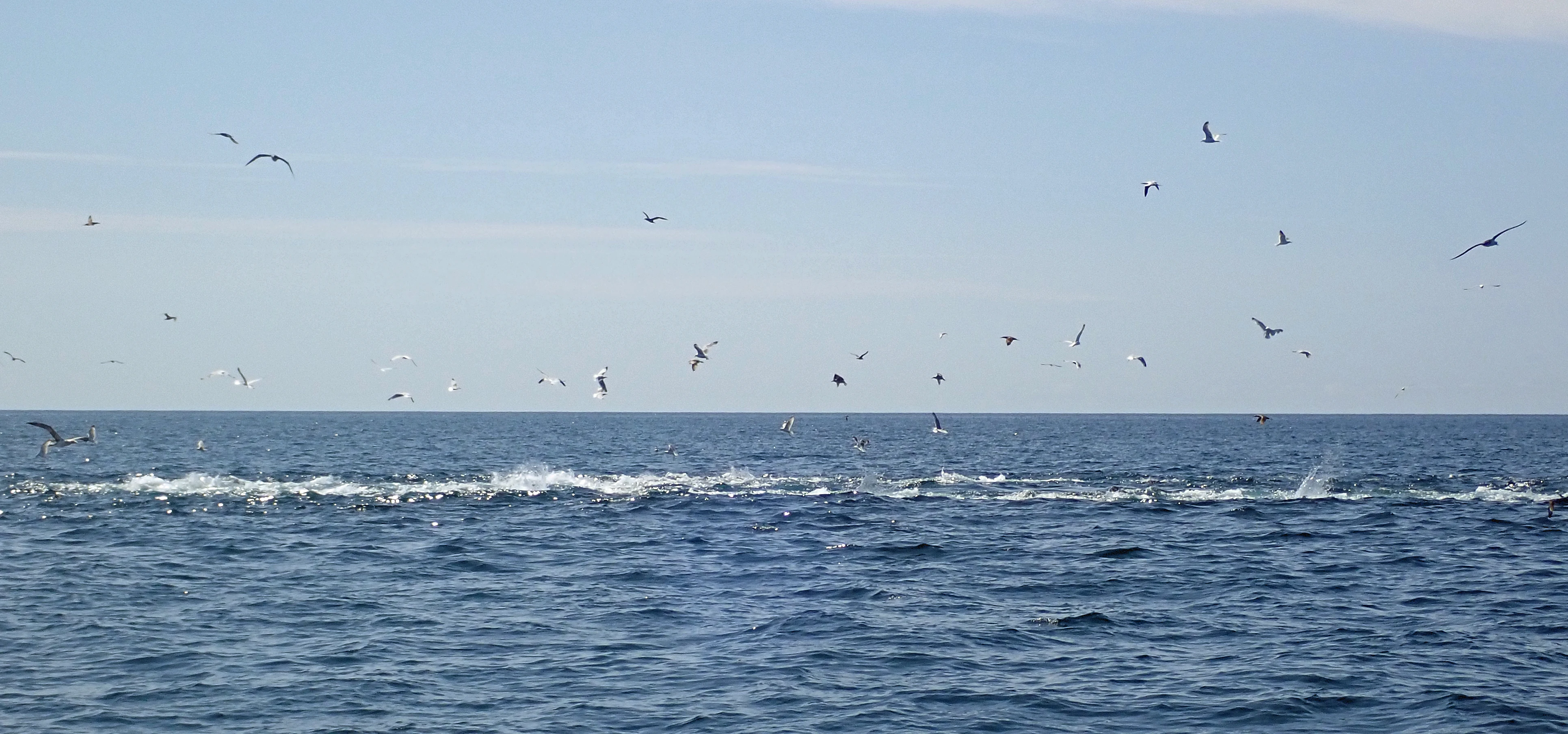 Bluefin Tuna hunting, Falmouth Bay, Cornwall, UK — photo by Jim Bennett