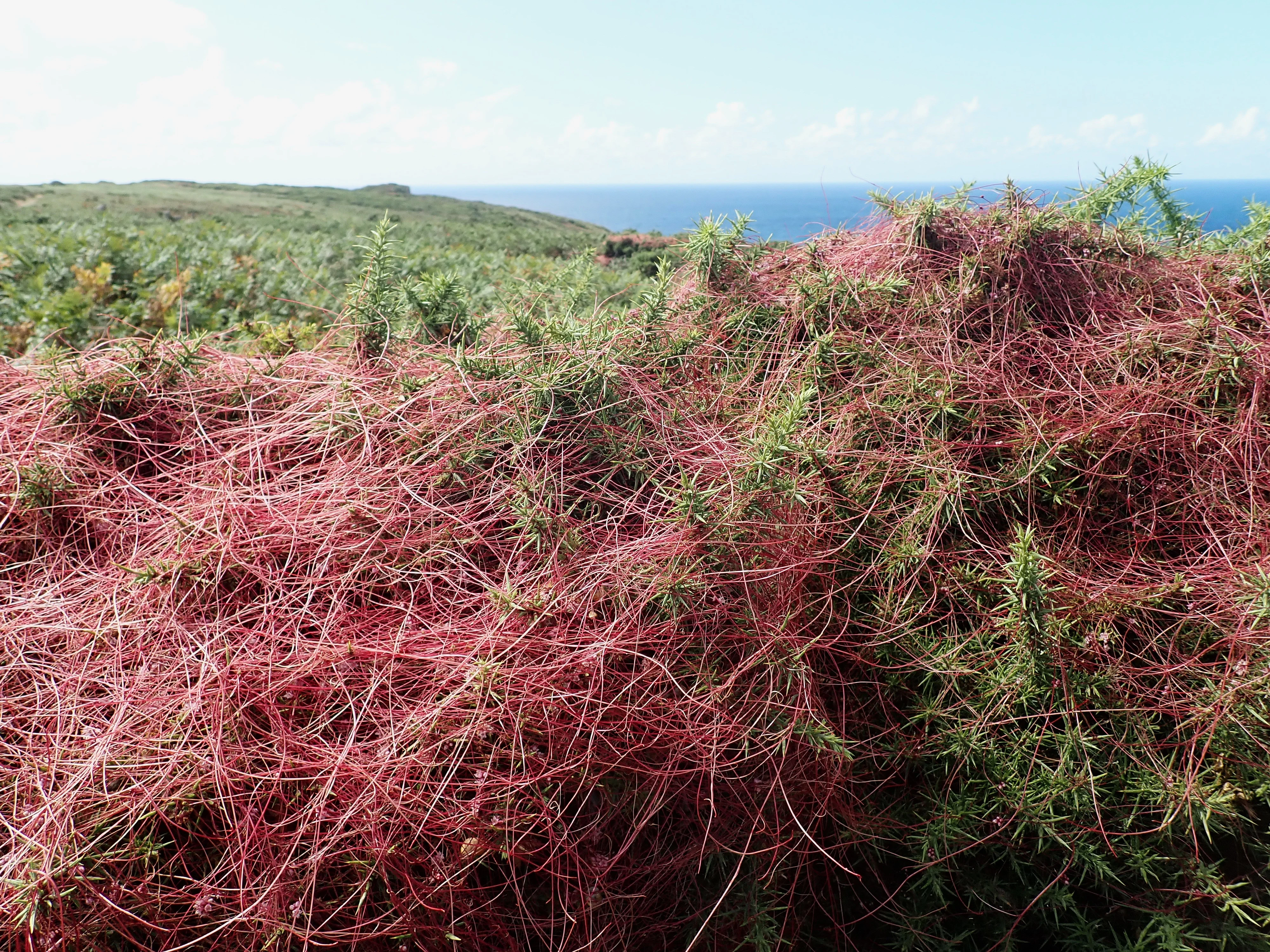 Dodder on gorse, Kenidjak, Cornwall, UK — photo by Jim Bennett