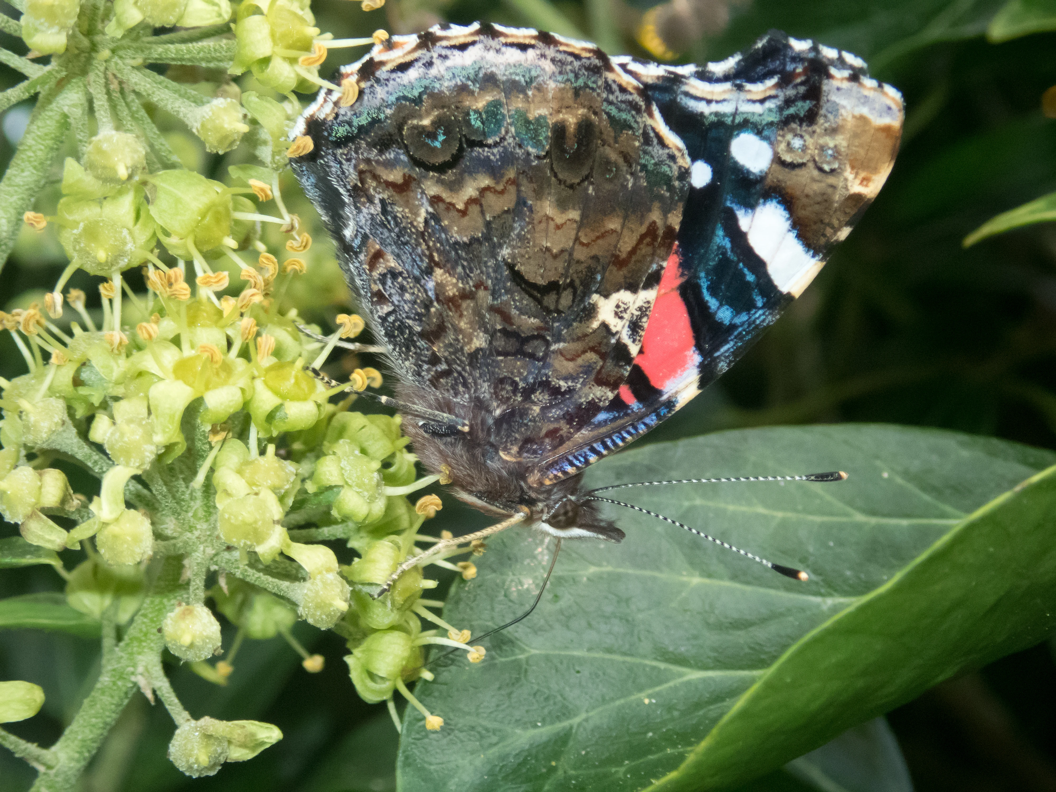 Red Admiral, Bacton, Norfolk, UK — photo by Jim Bennett