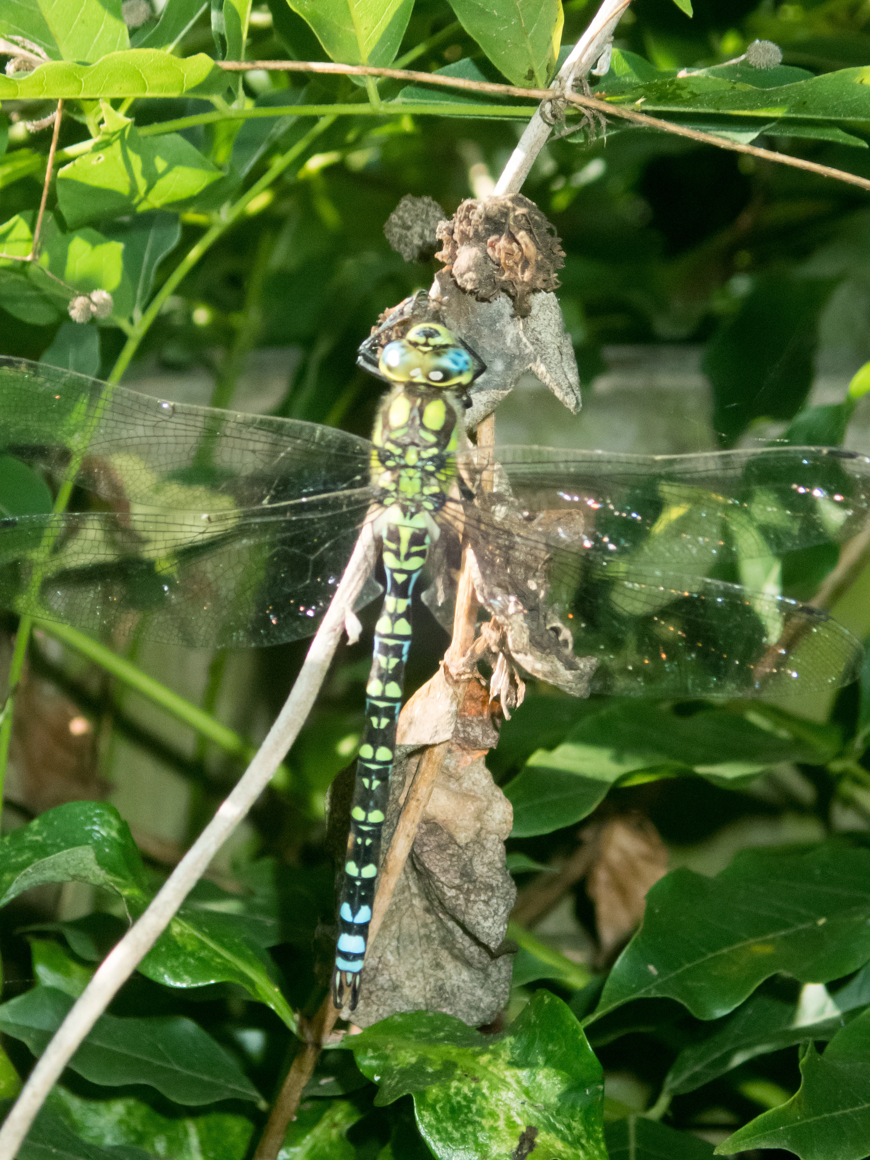 Dragonfly, East Ruston Old Vicarage, Norfolk, UK — photo by Jim Bennett