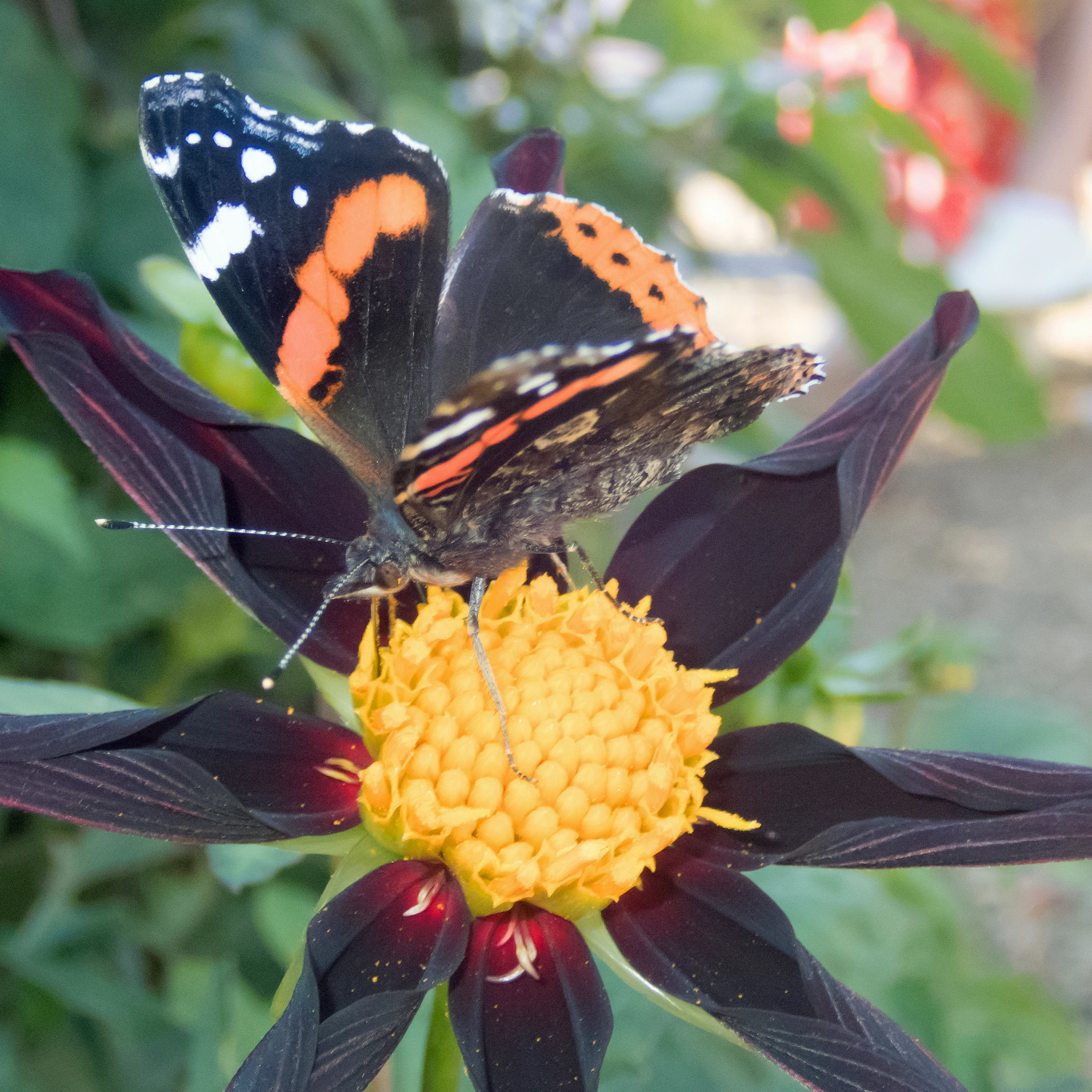Red Admiral, East Ruston Old Vicarage, Norfolk, UK — photo by Jim Bennett