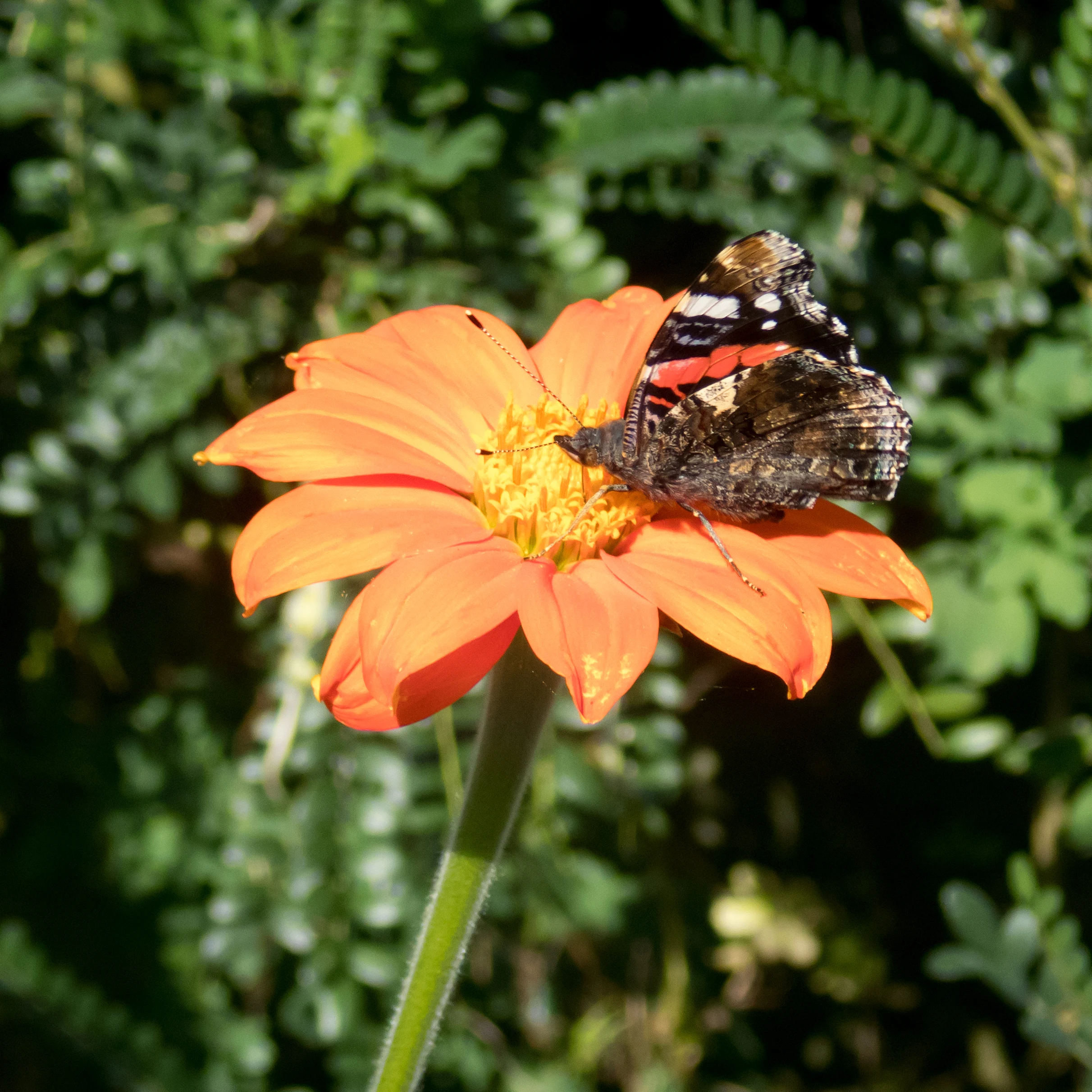 Red Admiral, East Ruston Old Vicarage, Norfolk, UK — photo by Jim Bennett