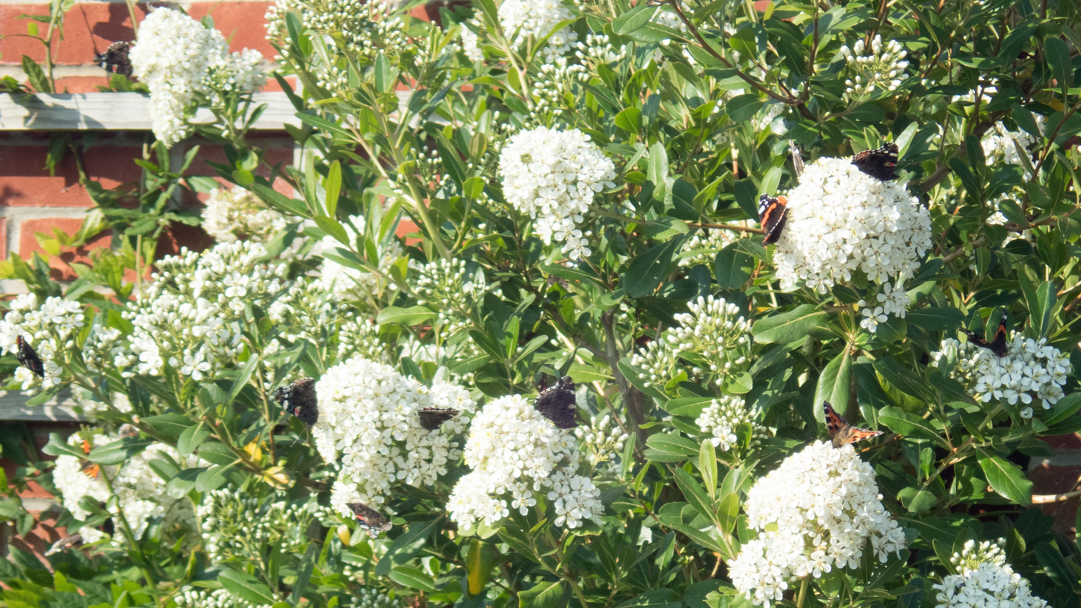 Red Admirals & Small Tortoiseshell, Norfolk, UK — photo by Jim Bennett