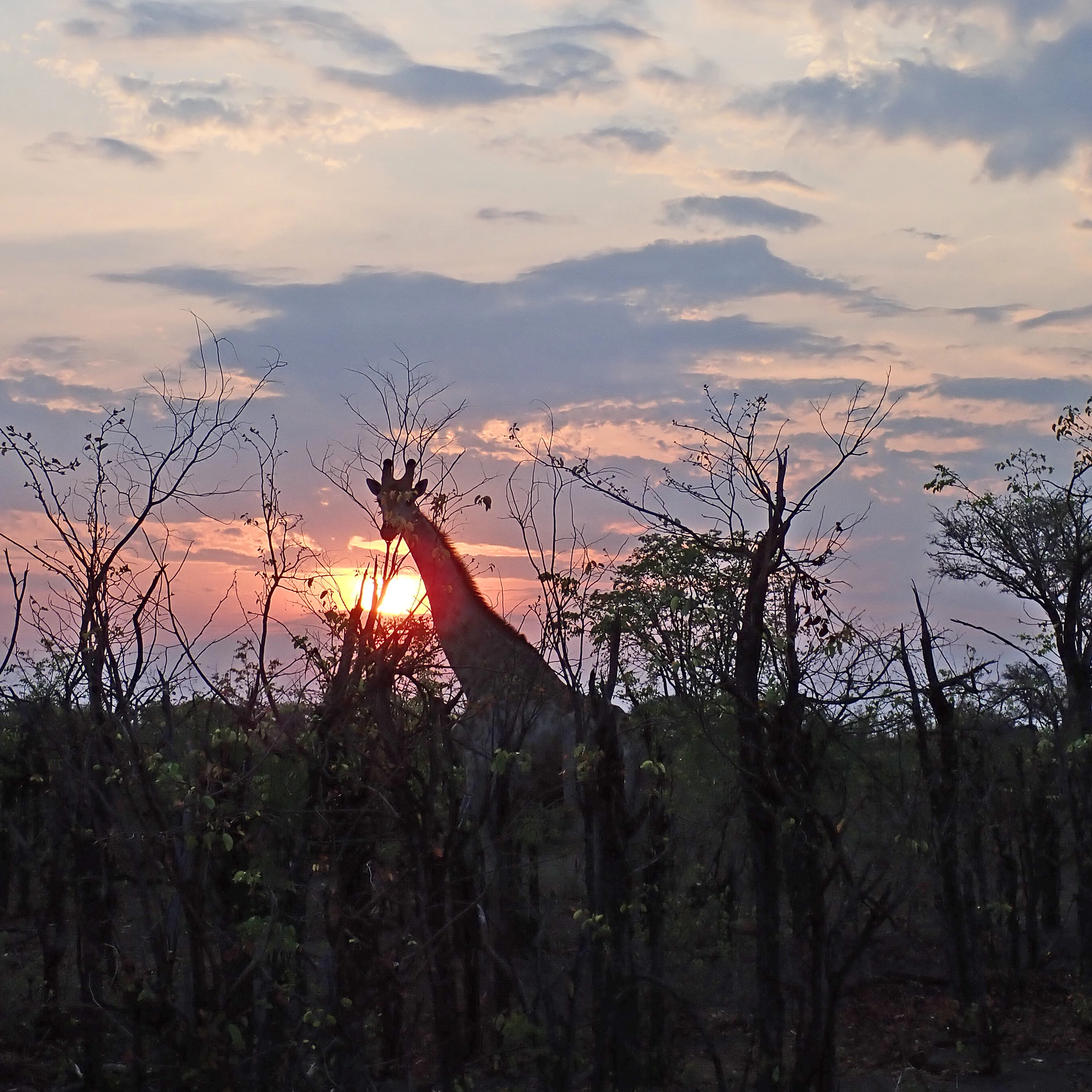 Giraffe at sunset, Maun to Khwai road, Botswana — photo by Jim Bennett