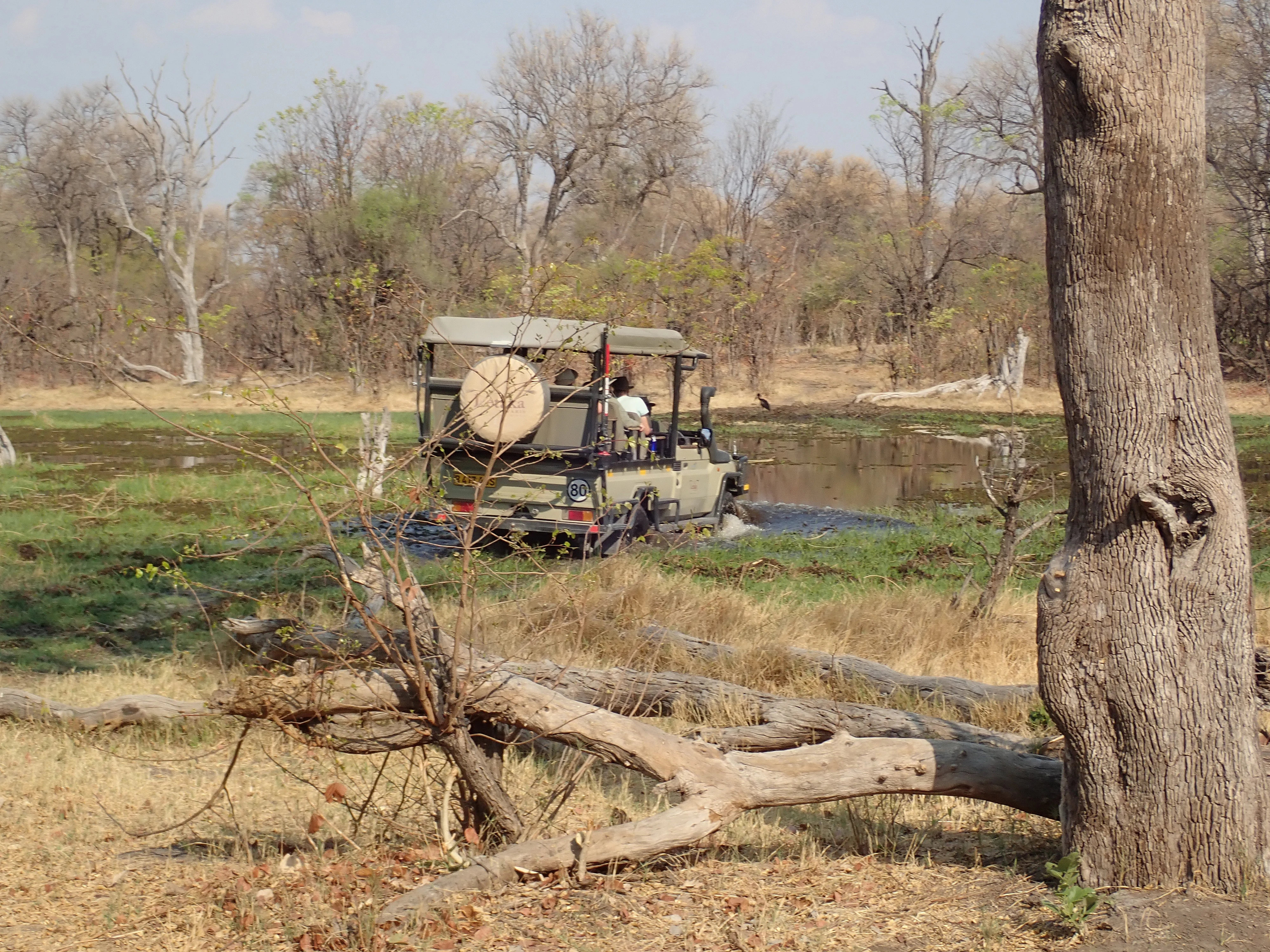 Crossing the river, Khwai campsite, Botswana — photo by Jim Bennett