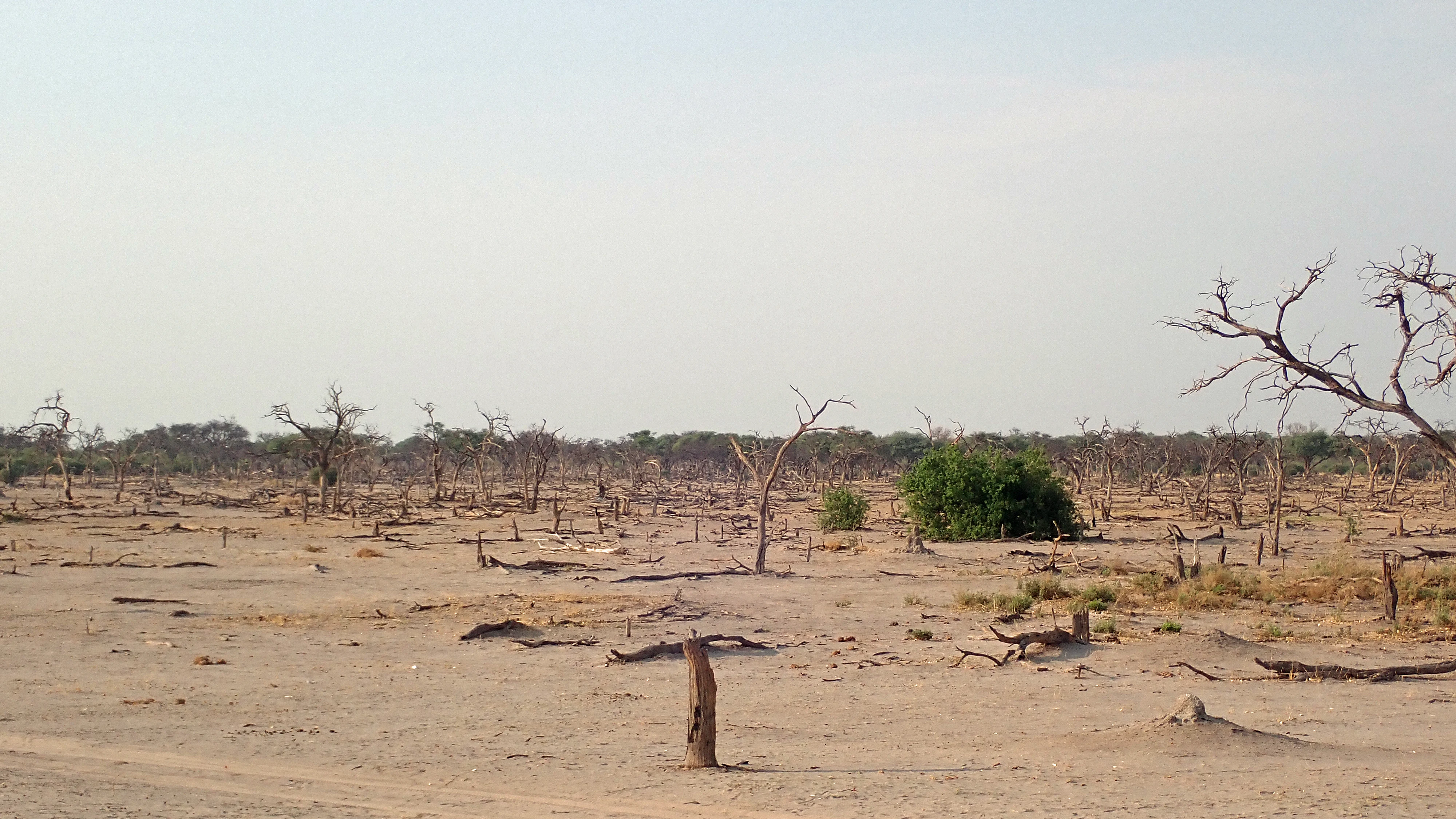 After the elephants have visited, near Khwai, Botswana — photo by Jim Bennett