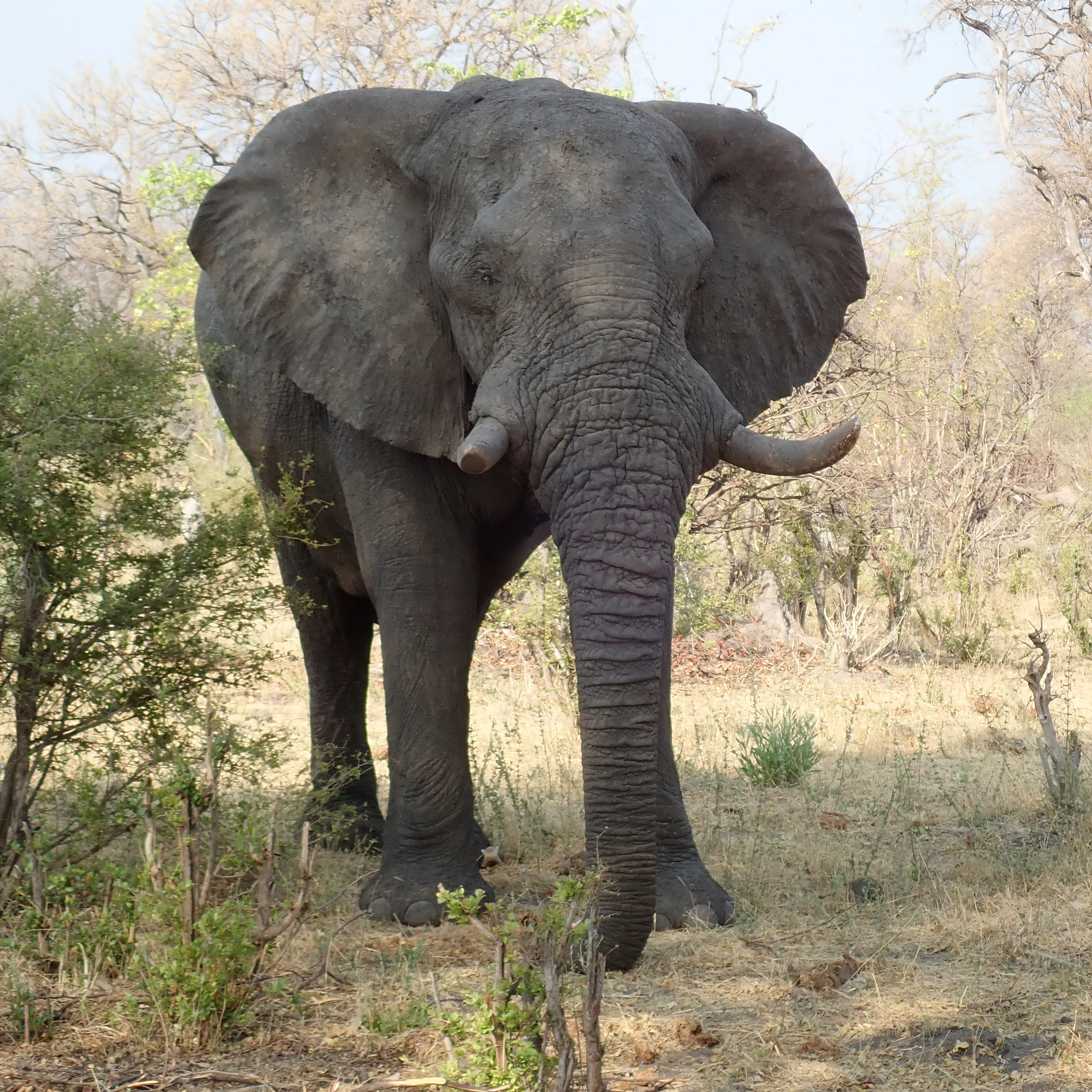 Close encounter with an African Elephant, Near Khwai, Botswana — photo by Jim Bennett