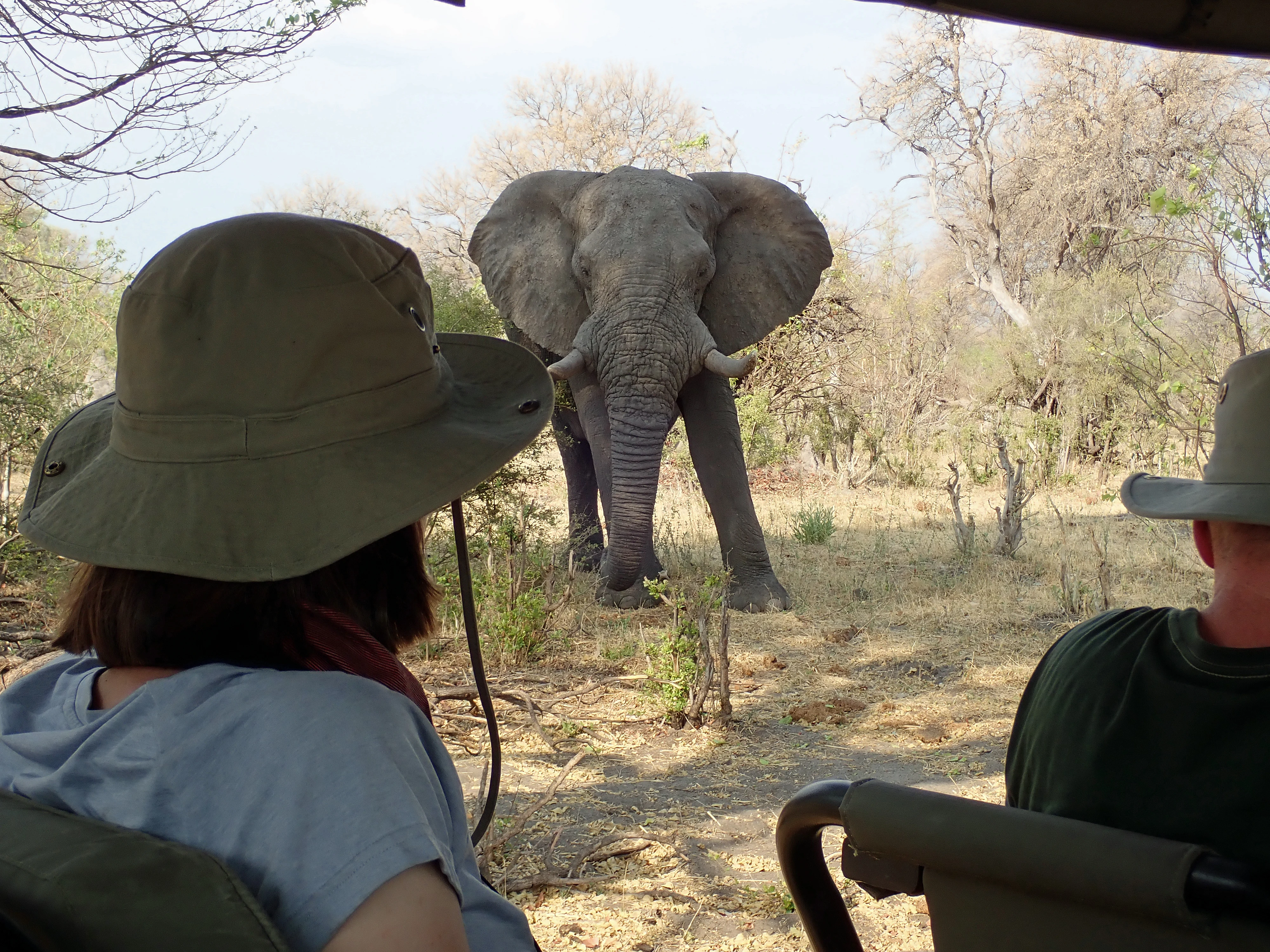 Close encounter with an African Elephant, Near Khwai, Botswana — photo by Jim Bennett