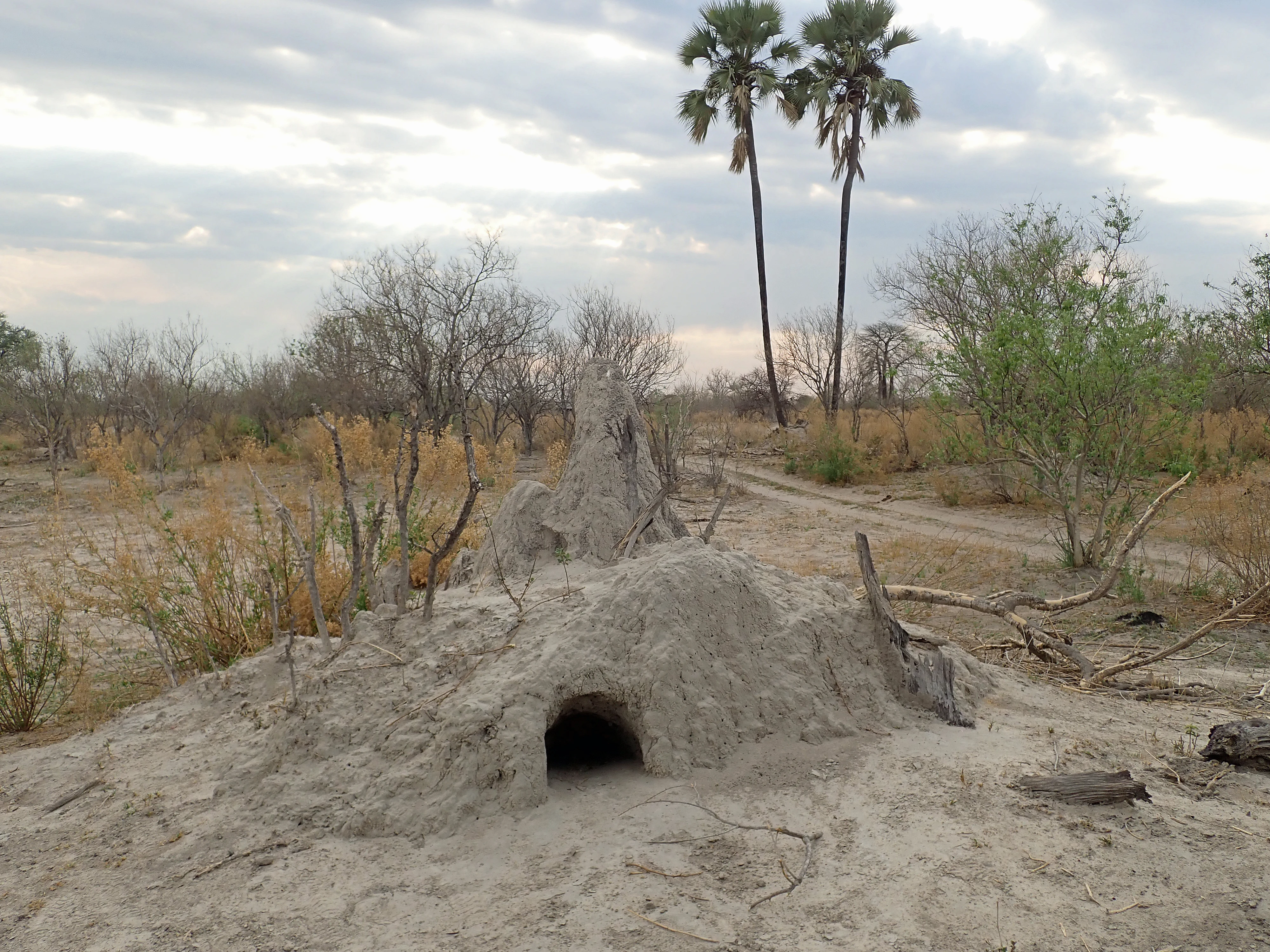 Termite mound, after being attacked by an Aardvark, Moremi Game Reserve, Botswana — photo by Jim Bennett