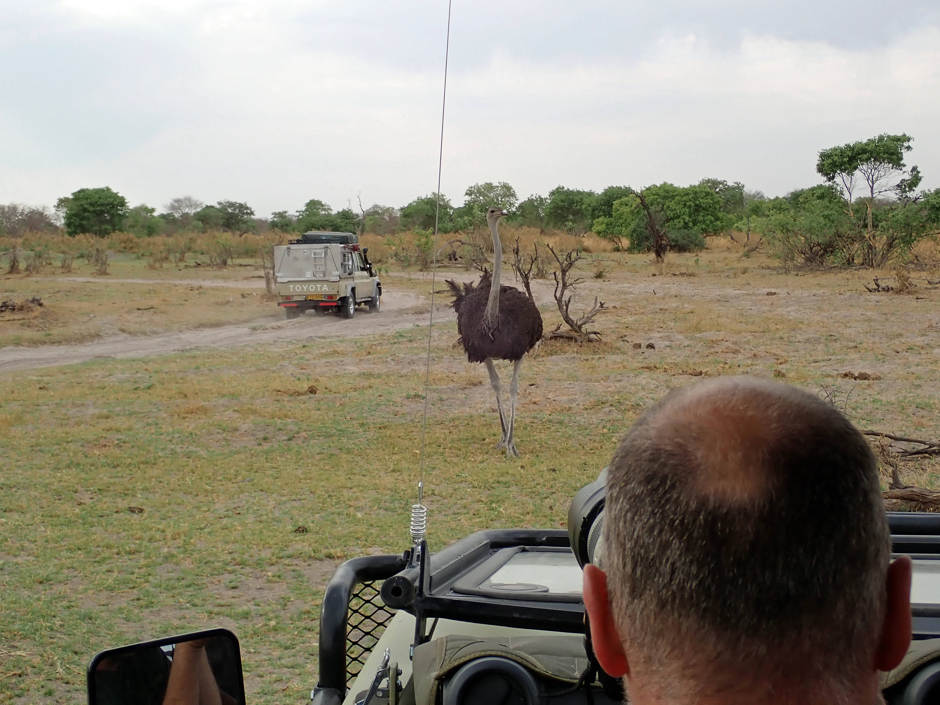 Marc photographing an Ostrich, Moremi Game Reserve, Botswana — photo by Jim Bennett