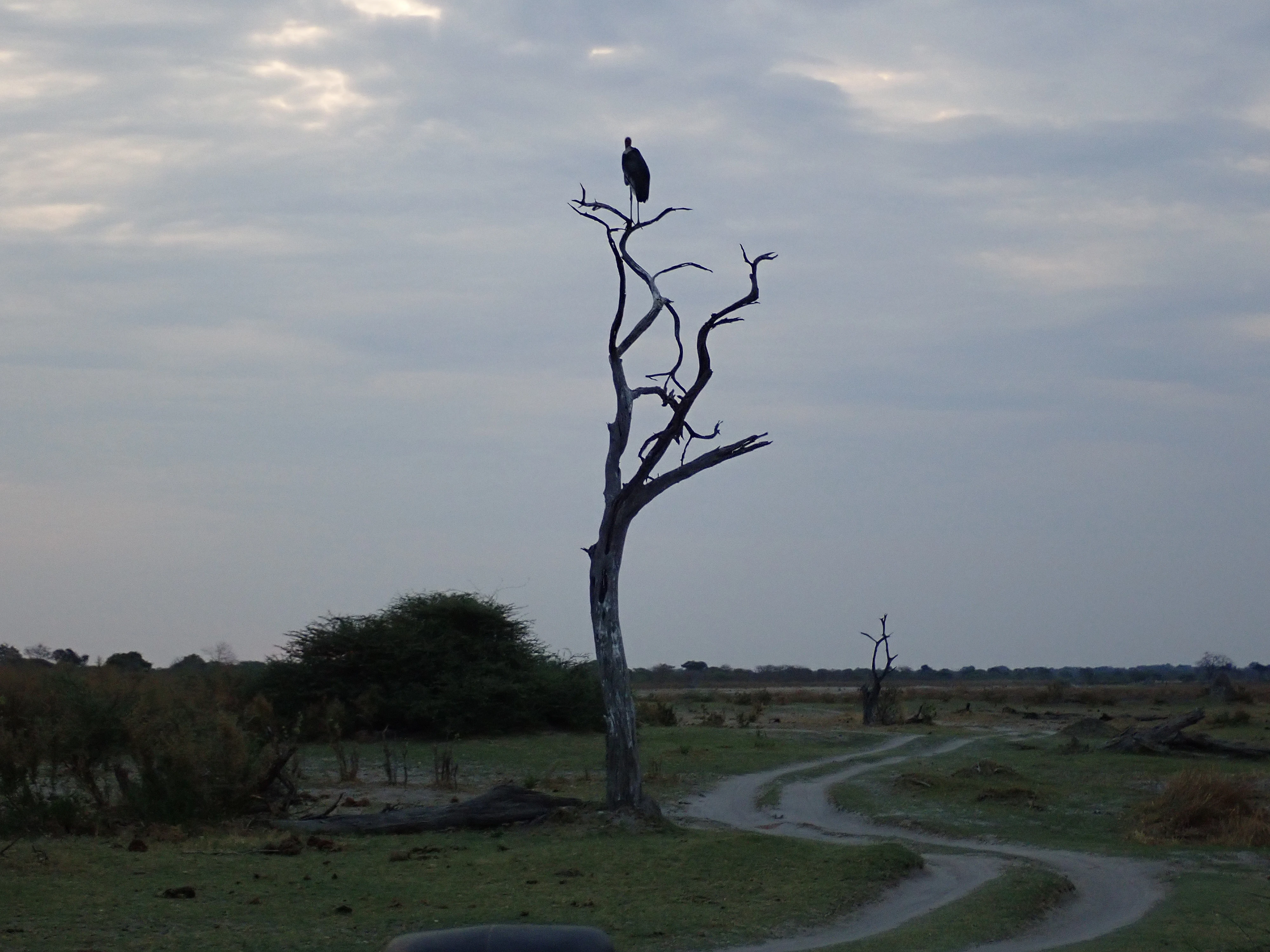 Marabou Stork at dusk, Moremi Game Reserve, Botswana — photo by Jim Bennett