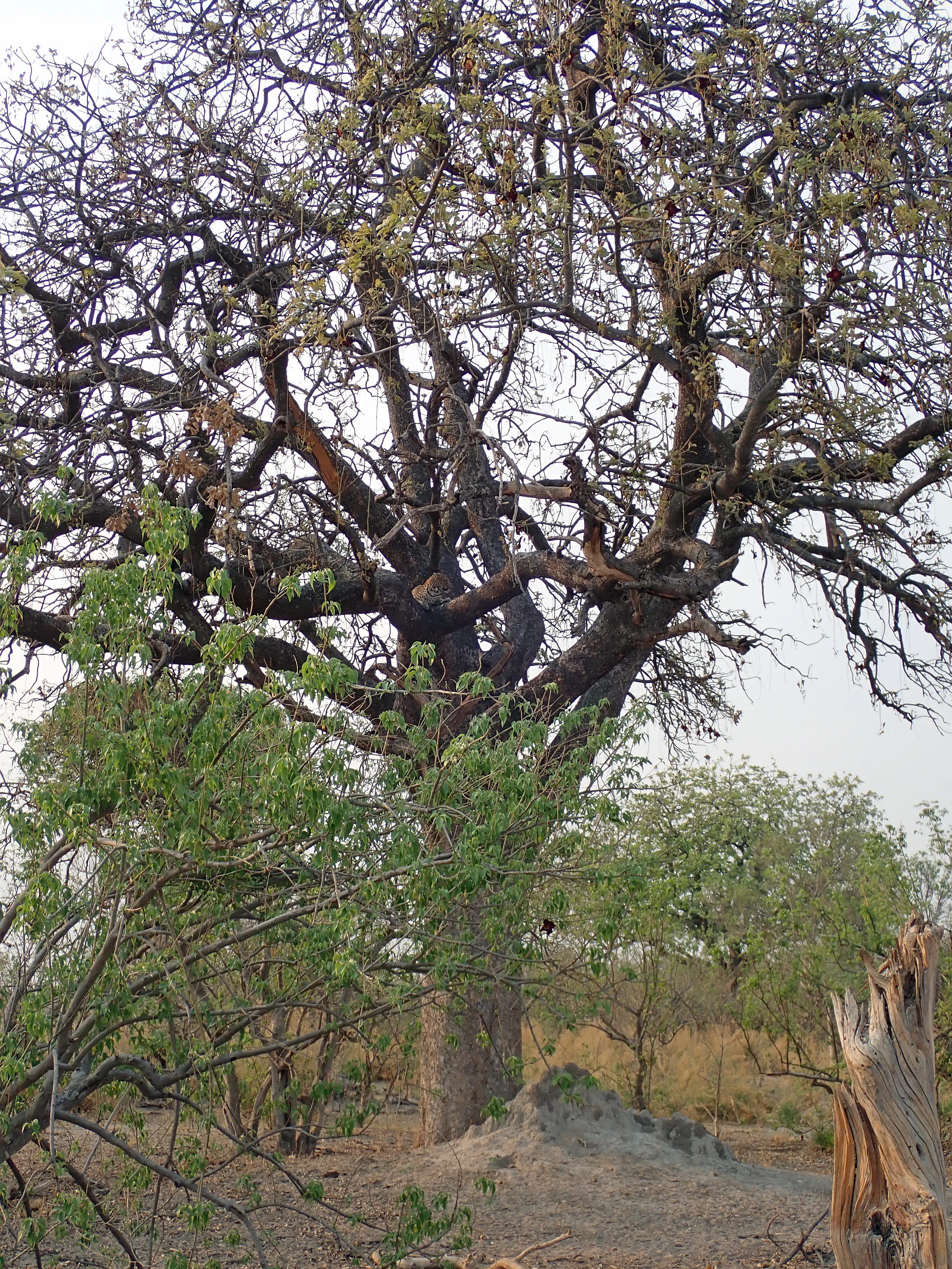 Spot the Leopard, Moremi Game Reserve, Botswana — photo by Jim Bennett