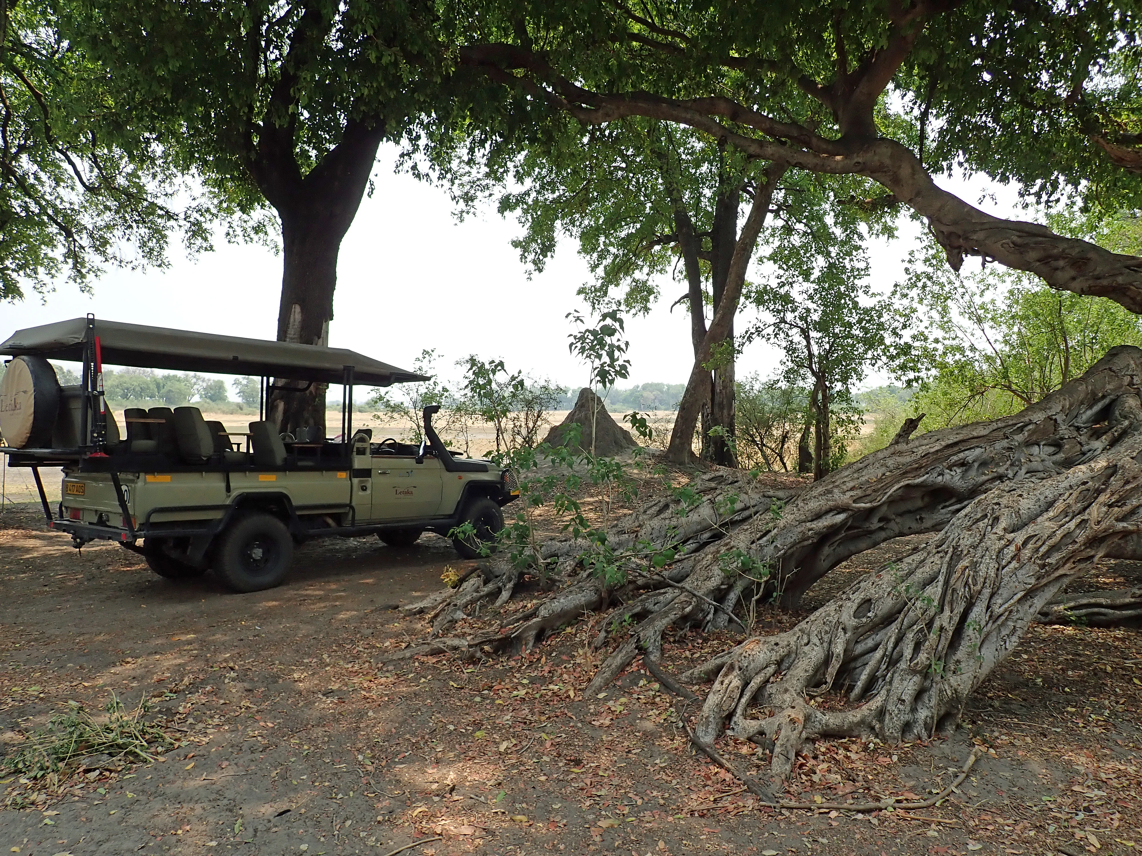 Strangler Fig at our campsite, Moremi Game Reserve, Botswana — photo by Jim Bennett