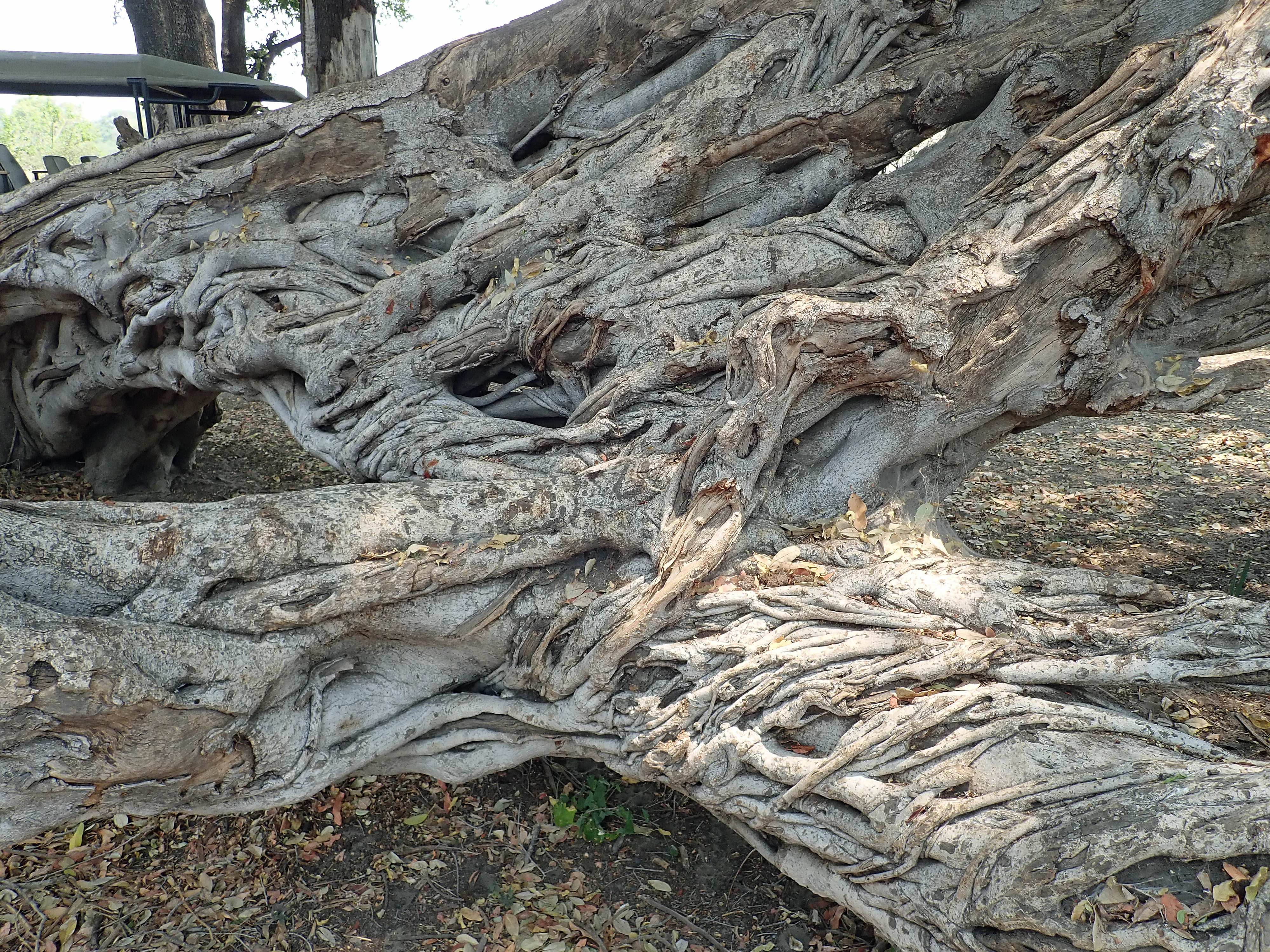 Strangler Fig, Moremi Game Reserve, Botswana — photo by Jim Bennett