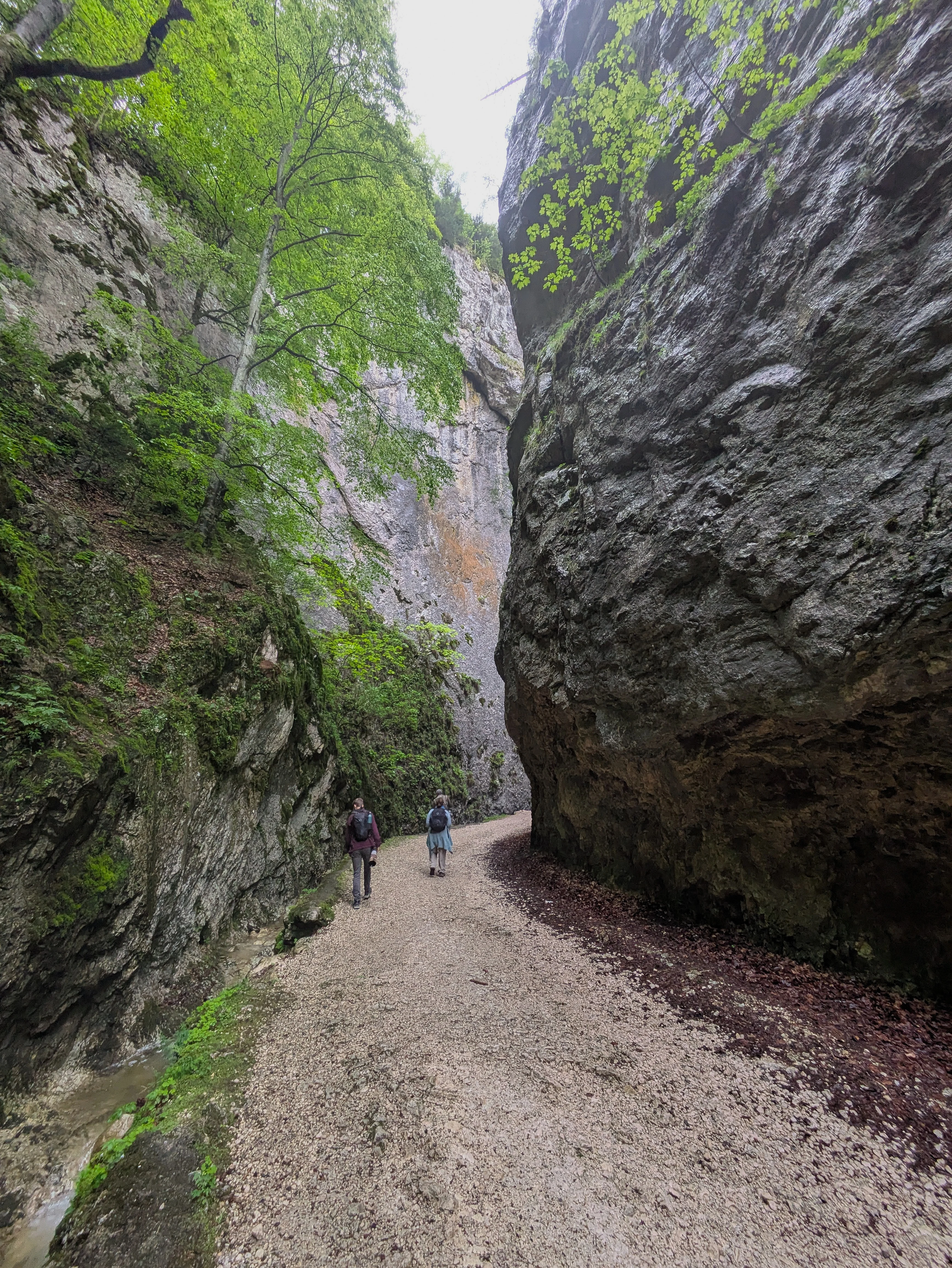 Zarnesti  Gorge, Zarnesti Gorge, Transylvania, Romania — photo by Jim Bennett